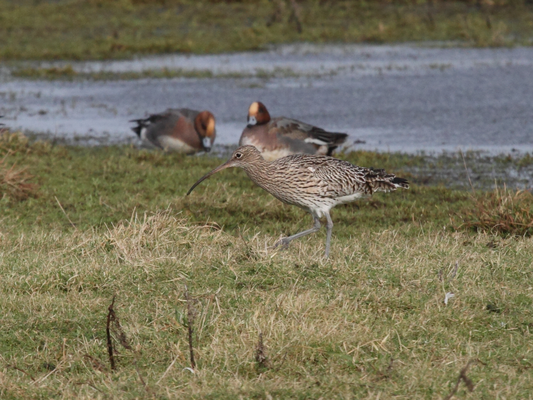 courlis_cendre_-_numenius_arquata3bd