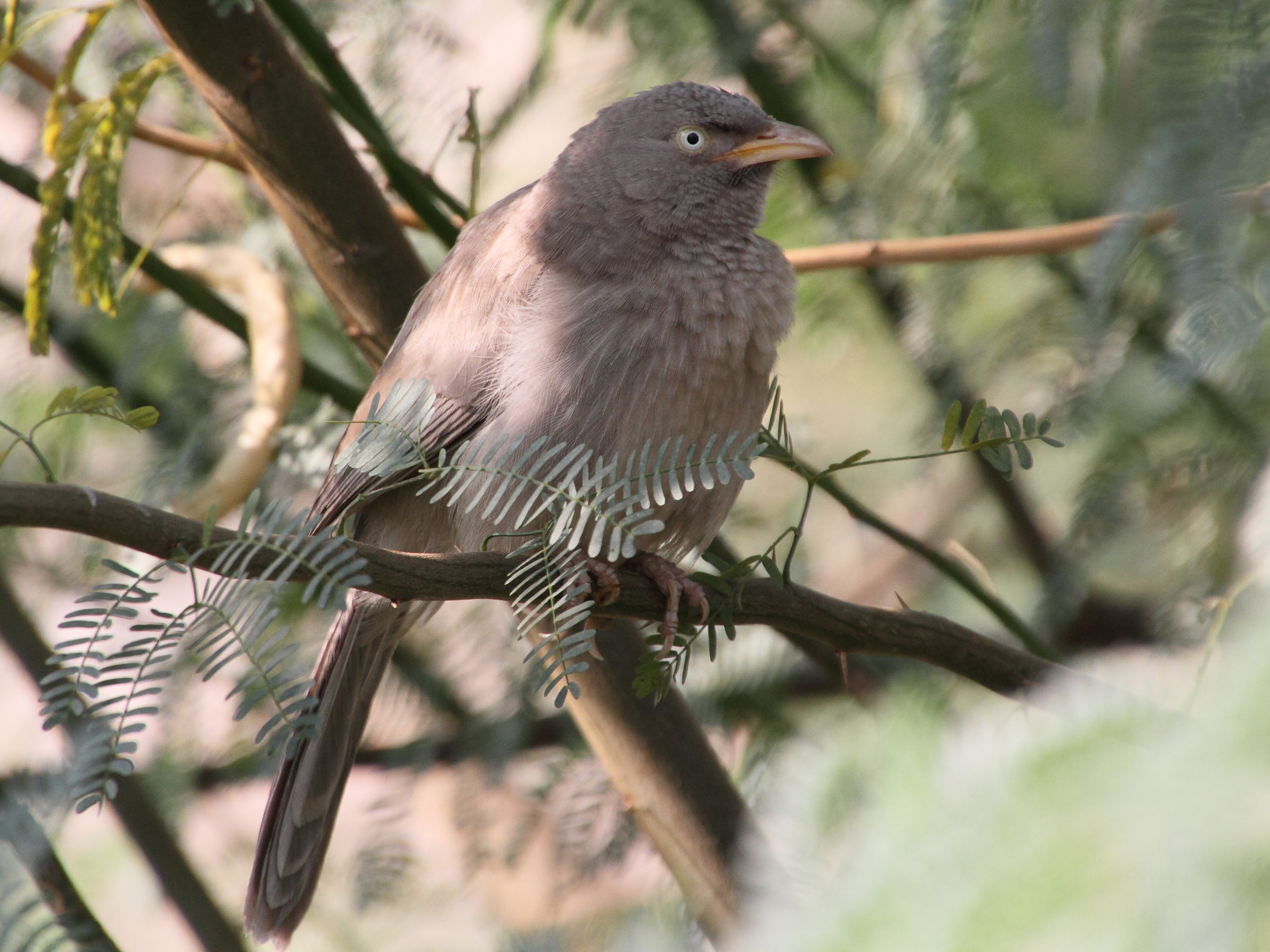 craterope_de_brousse_-_turdoides_striata2md