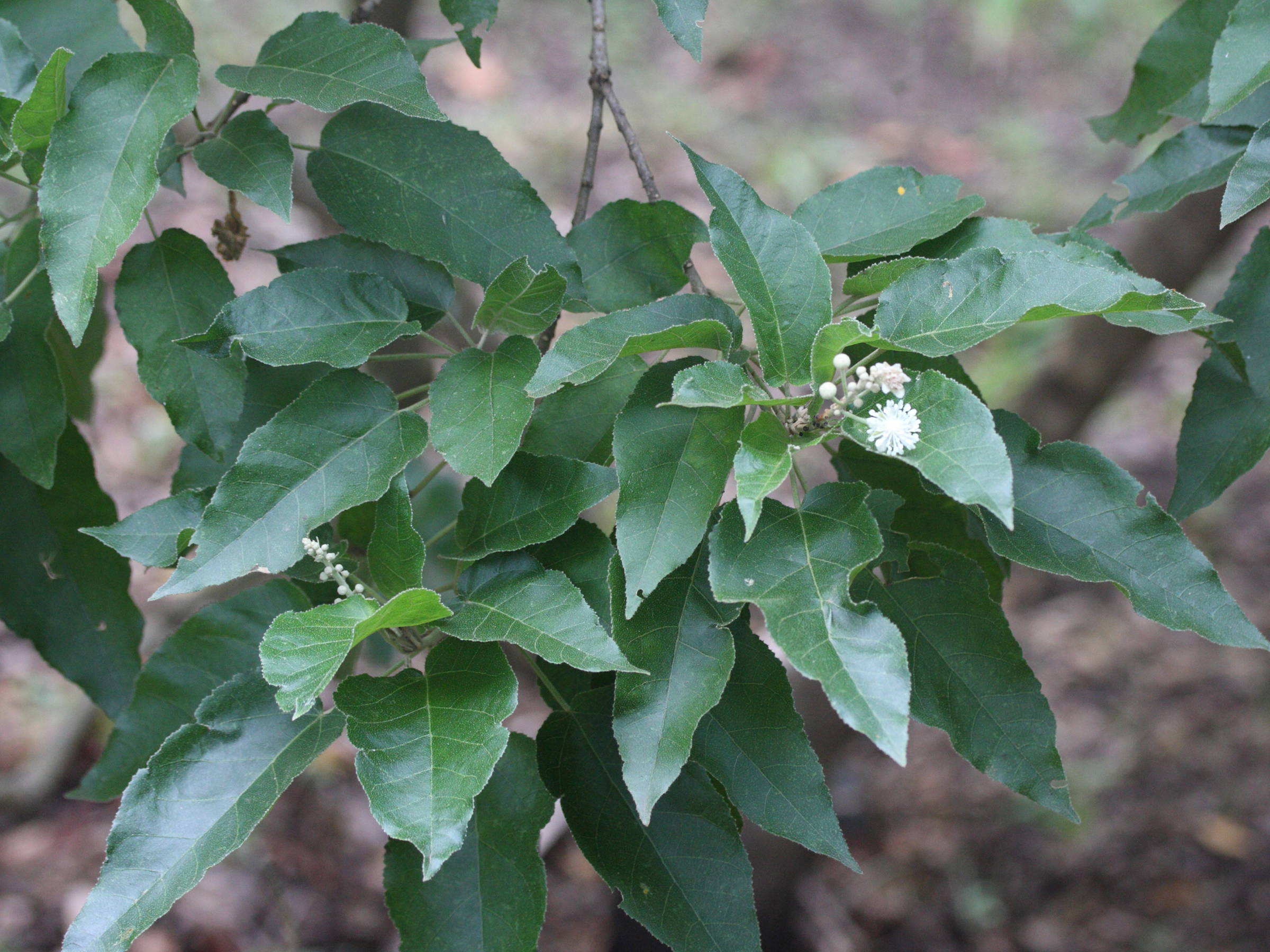 croton_mauritianus3md