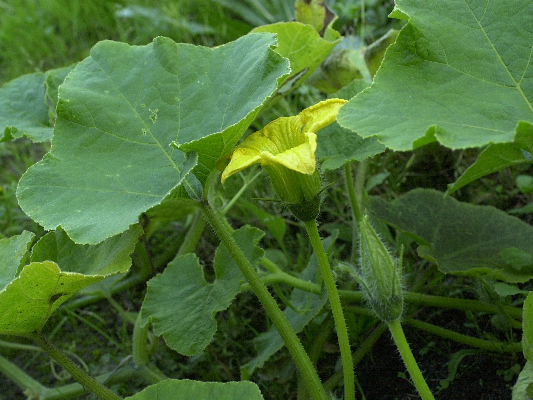 cucurbita_maxima3md