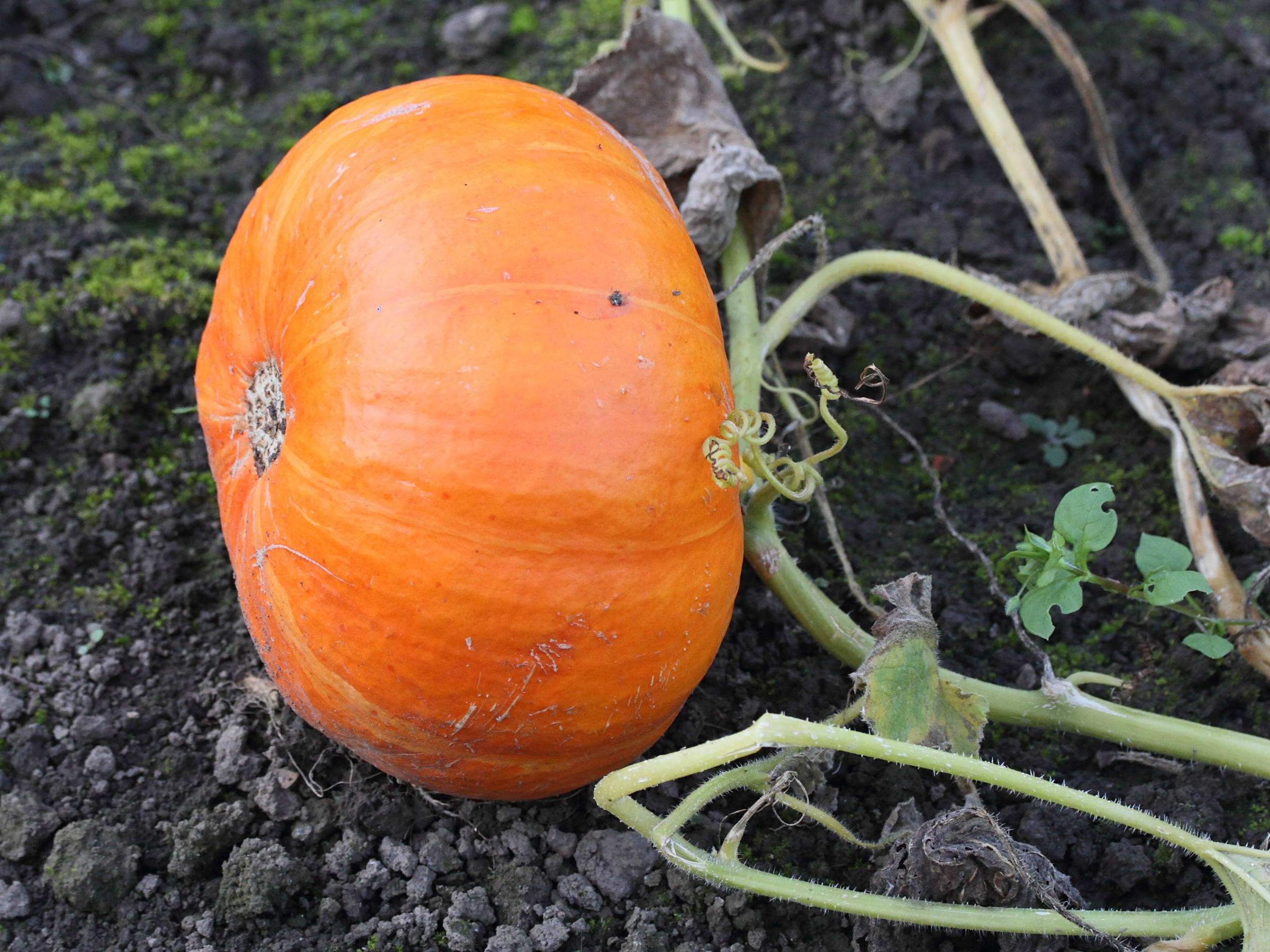 cucurbita_maxima9md