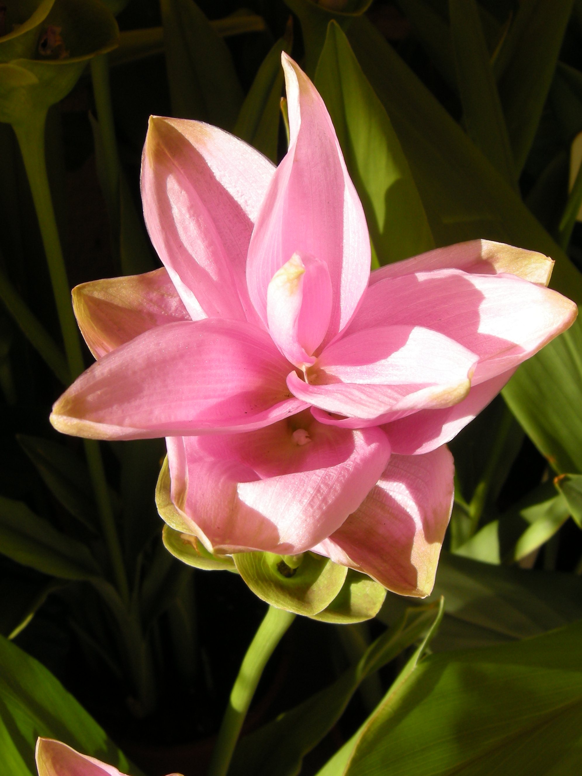curcuma_alismatifolia1md
