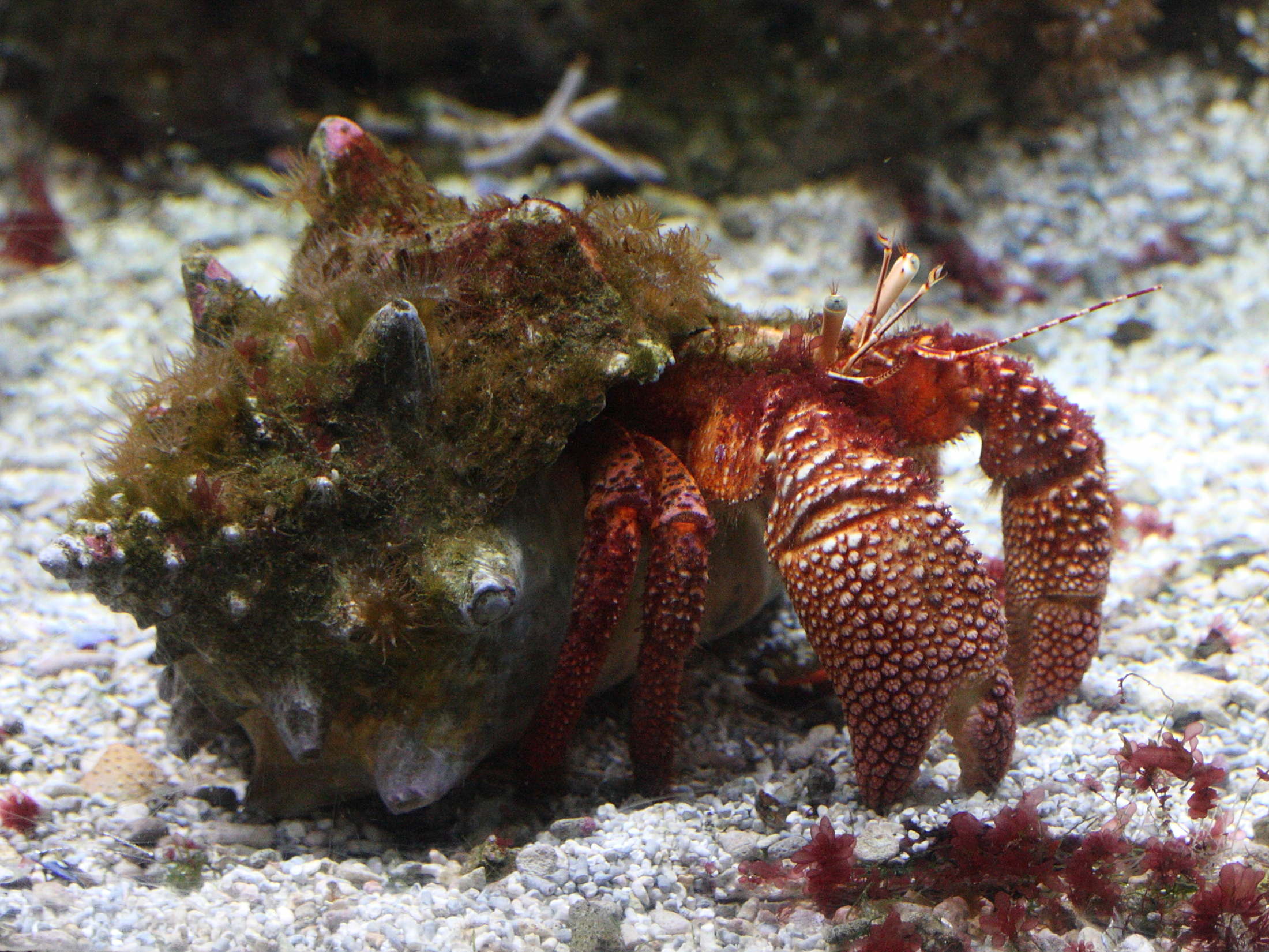 Afficher le média dardanus_tinctor1md dardanus_tinctor1md