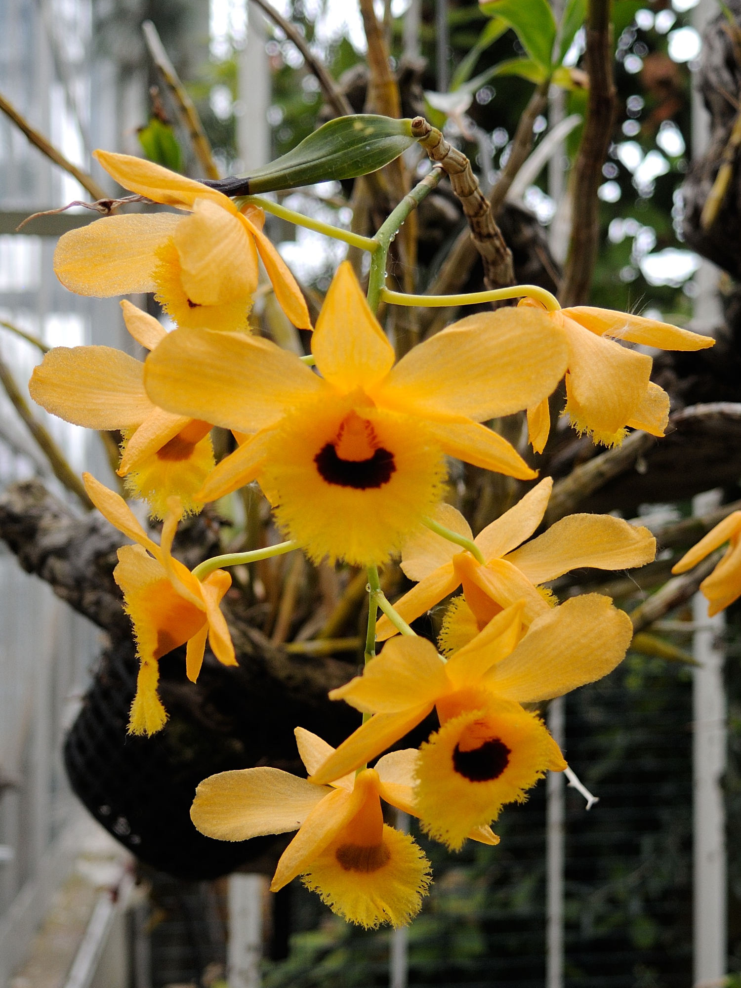 dendrobium_fimbriatum1md