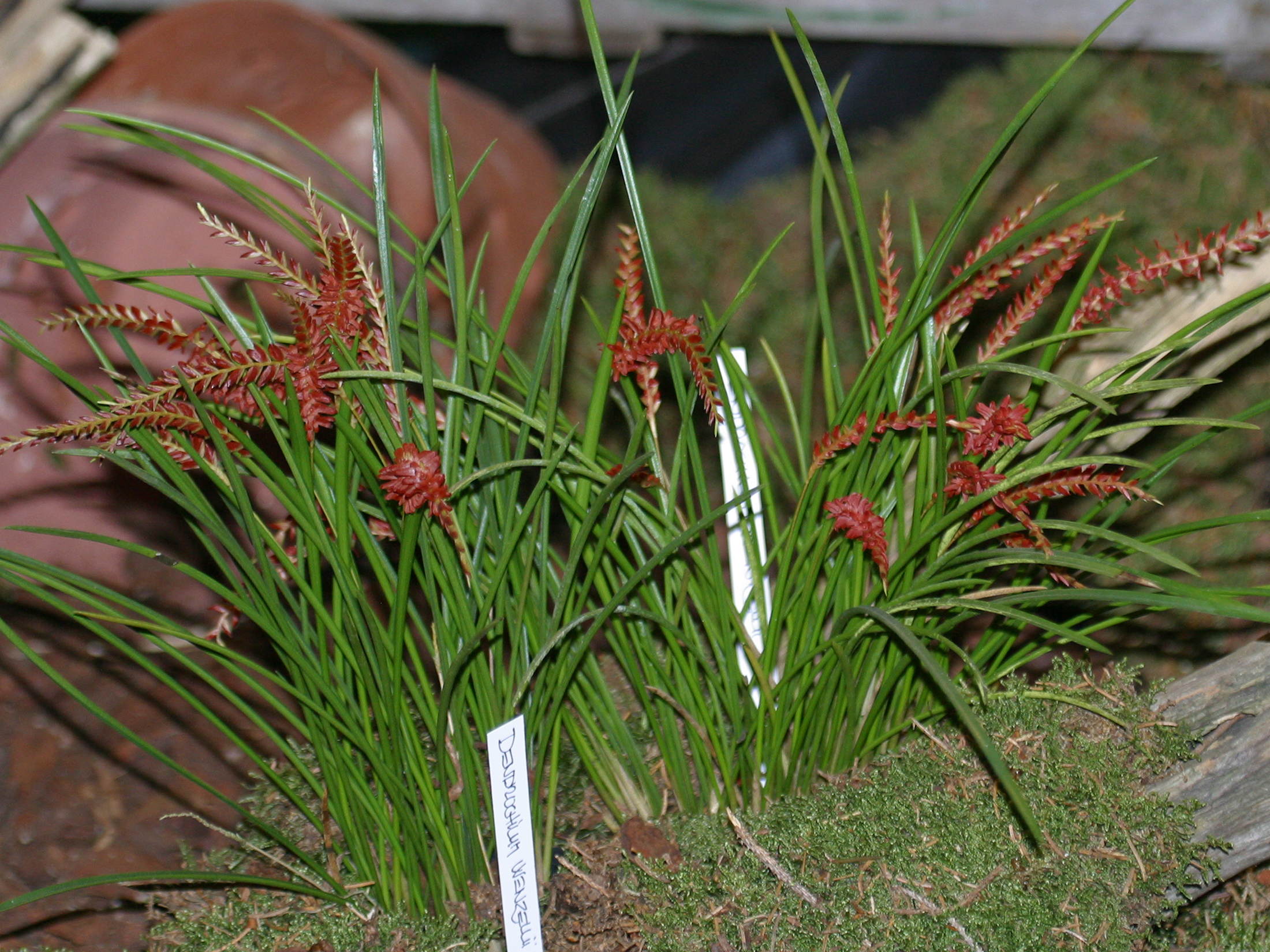 dendrochilum_wenzelii1bd