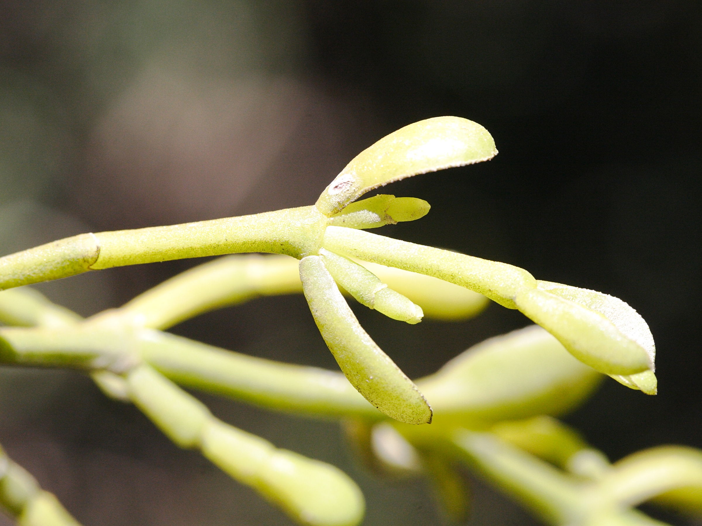 dendrophtora_macrostachya3md