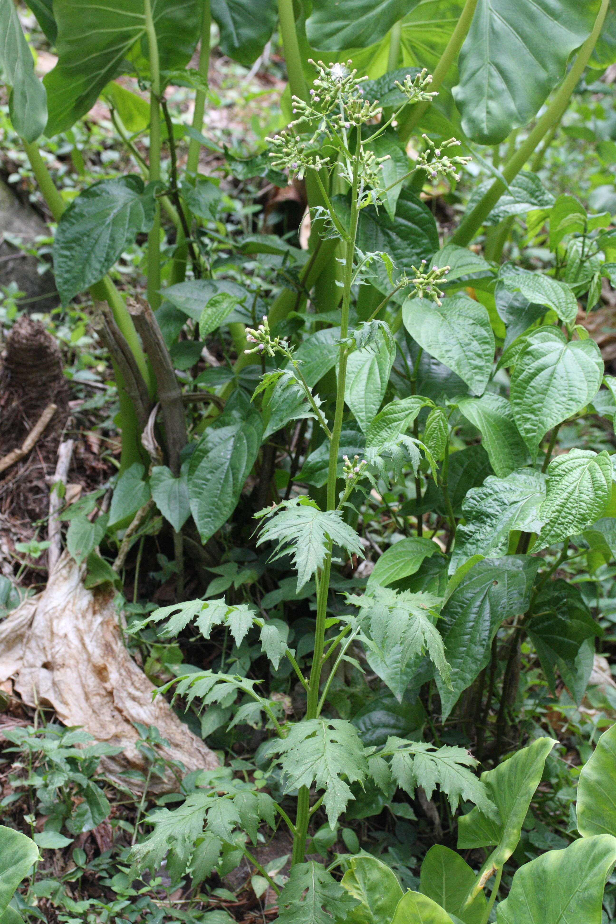 emilia_sonchifolia3md