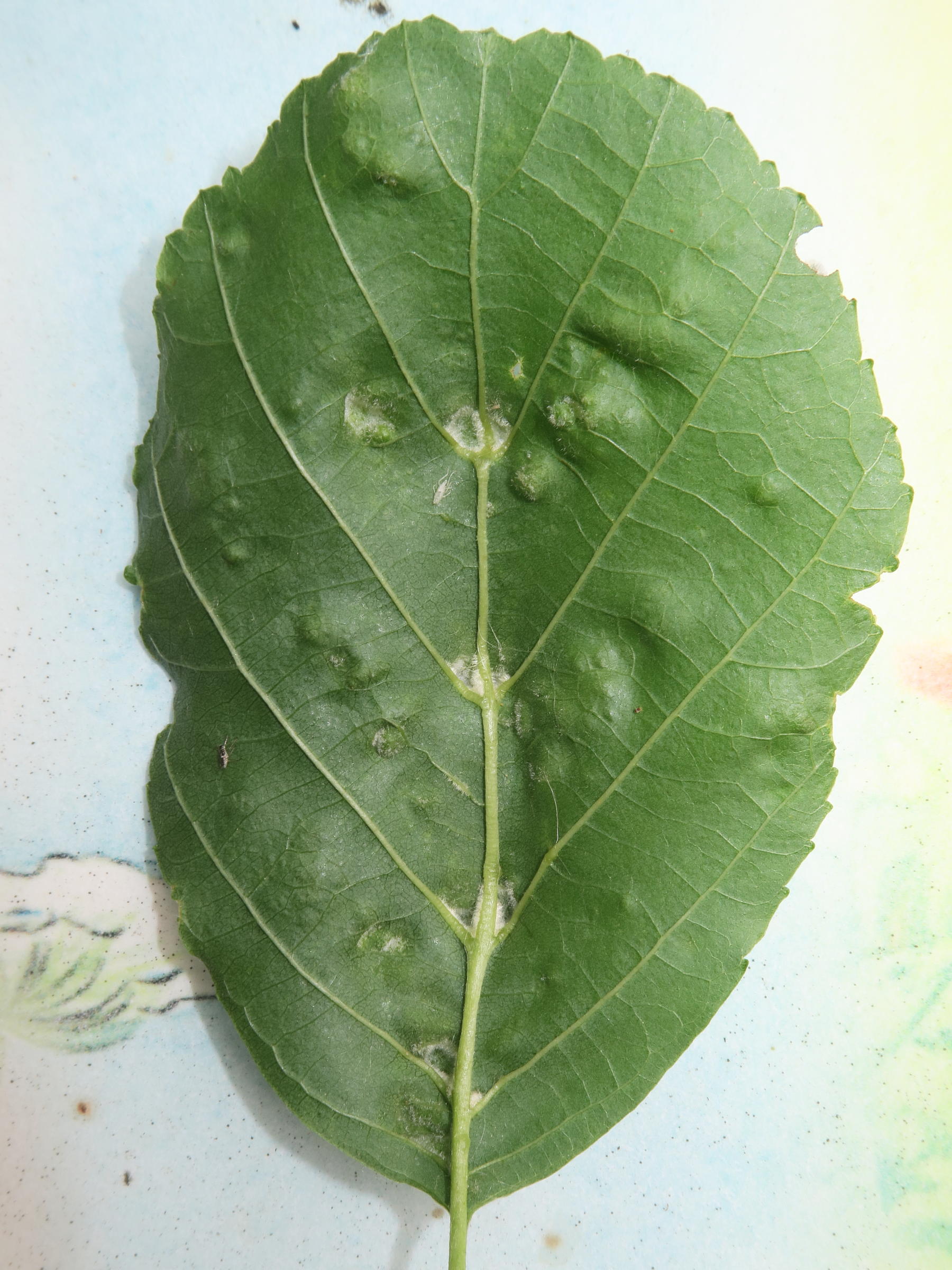 Afficher le média eriophyes_inangulis_galle3md eriophyes_inangulis_galle3md