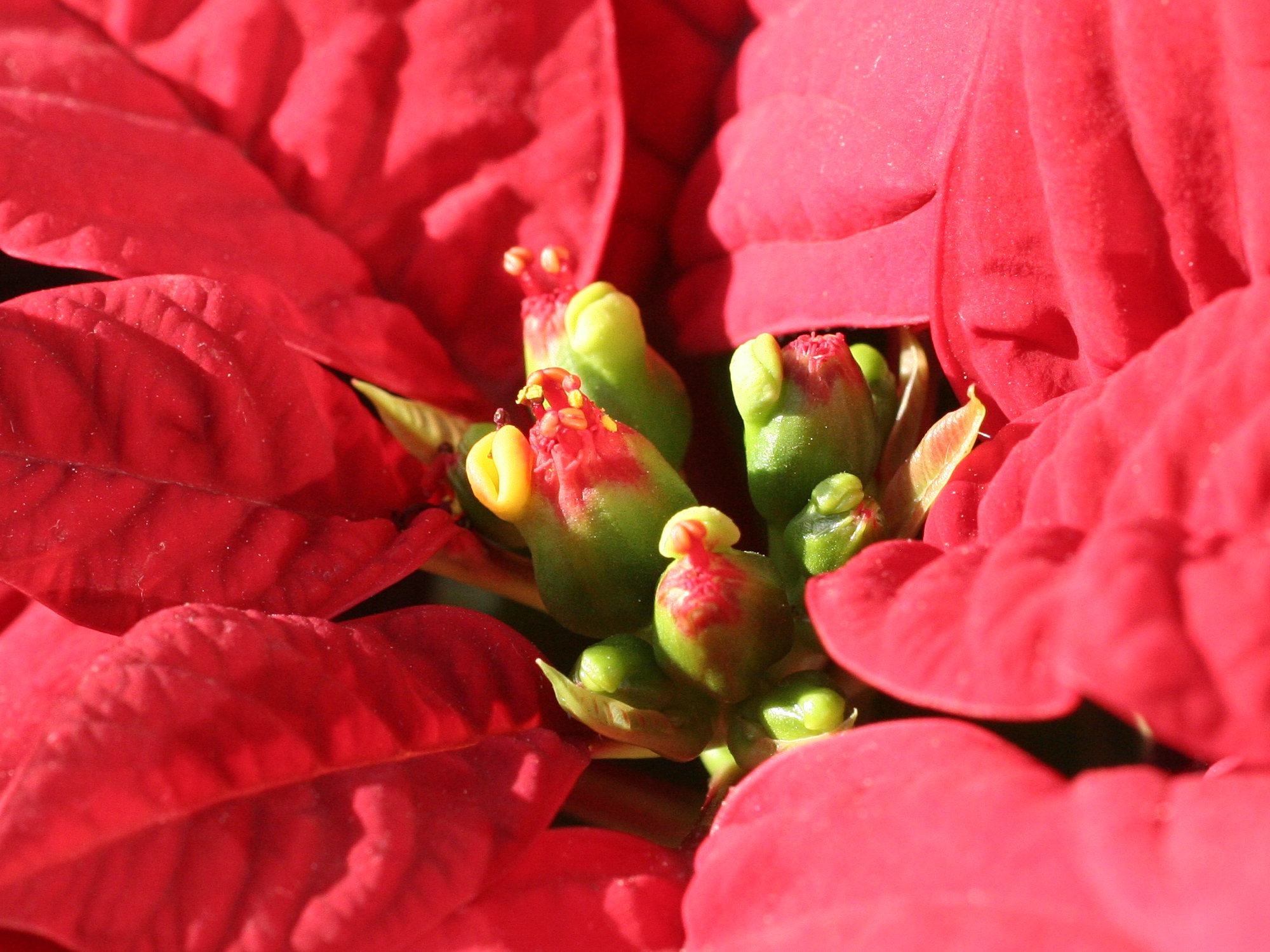 euphorbia_pulcherrima3md