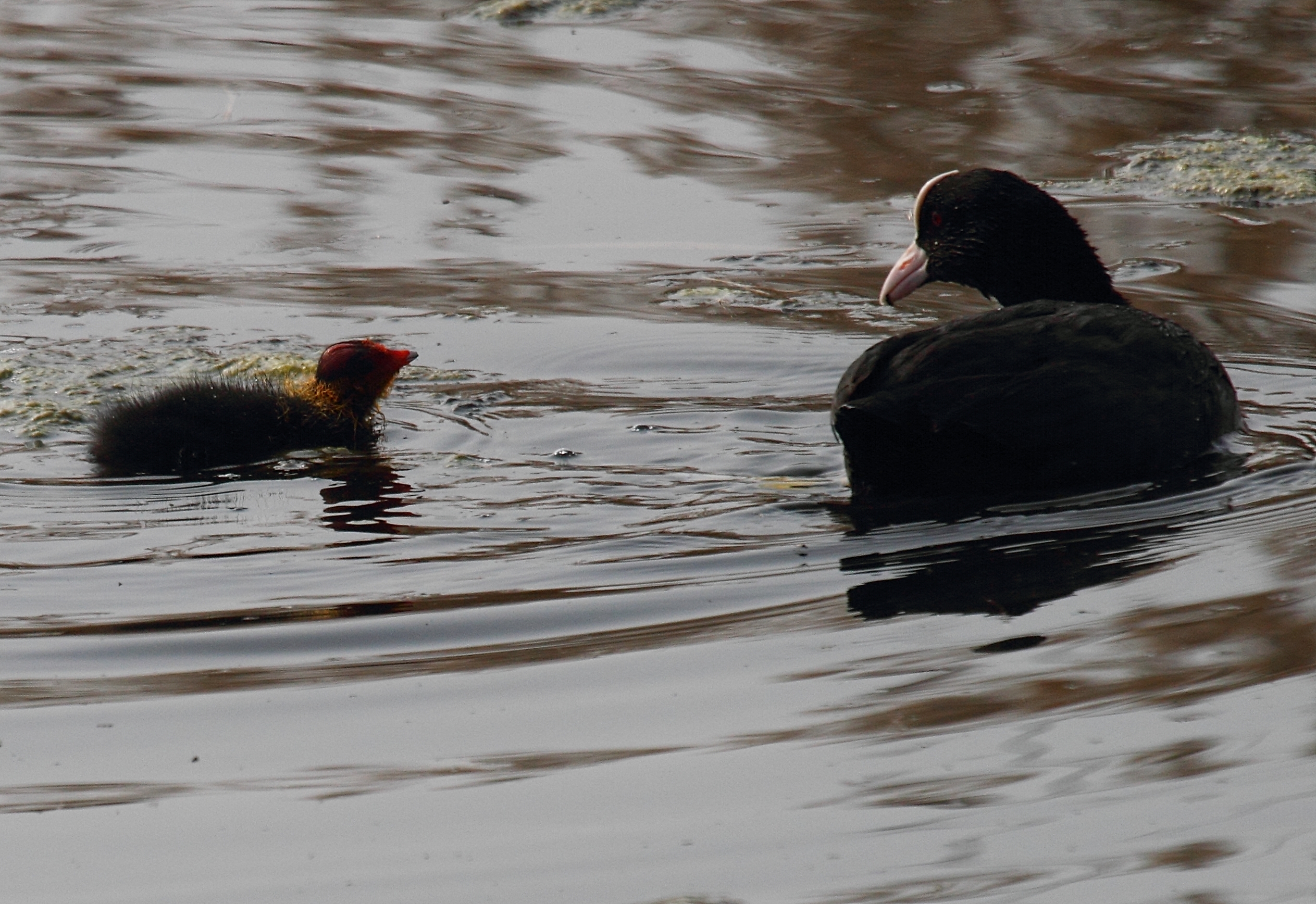 foulque_macroule_-_fulica_atra4bd
