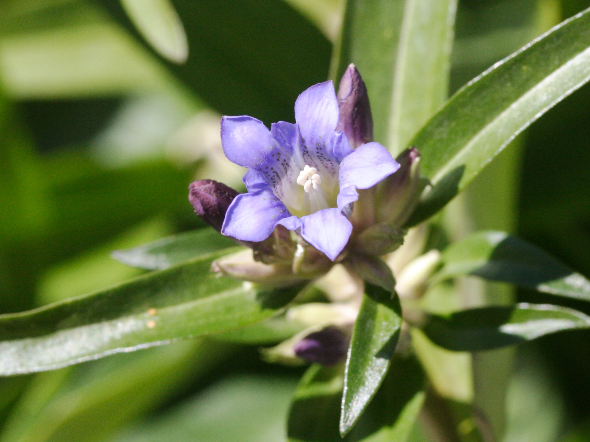 gentiana_fetisowi2md