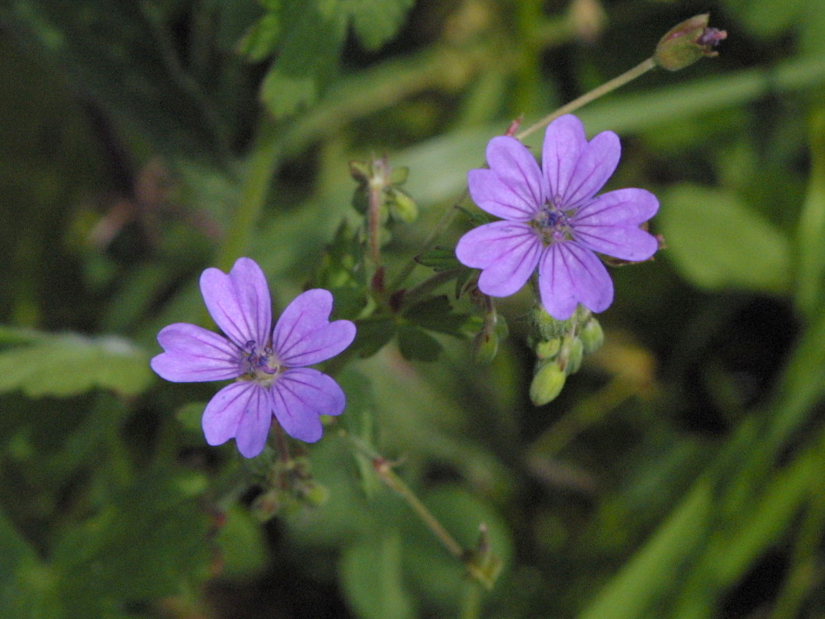 geranium_pyrenaicum2md