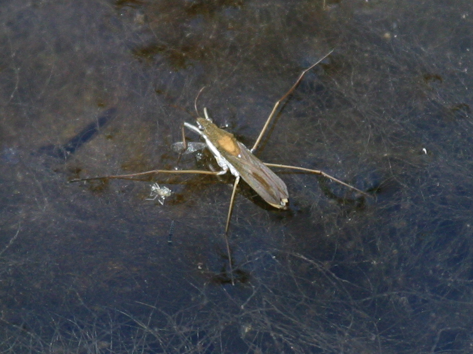 gerris_thoracicus1bd