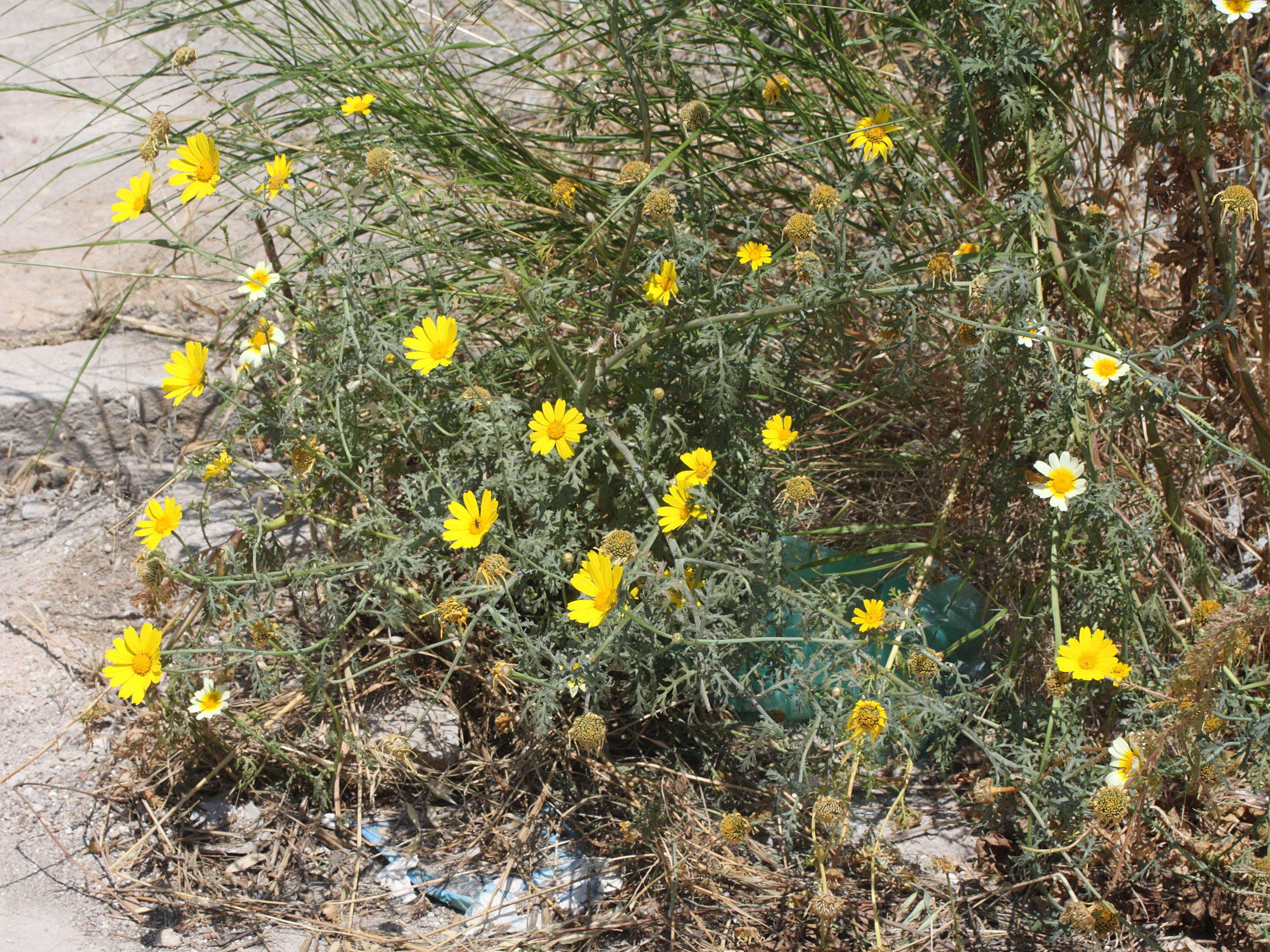glebionis_coronaria5md