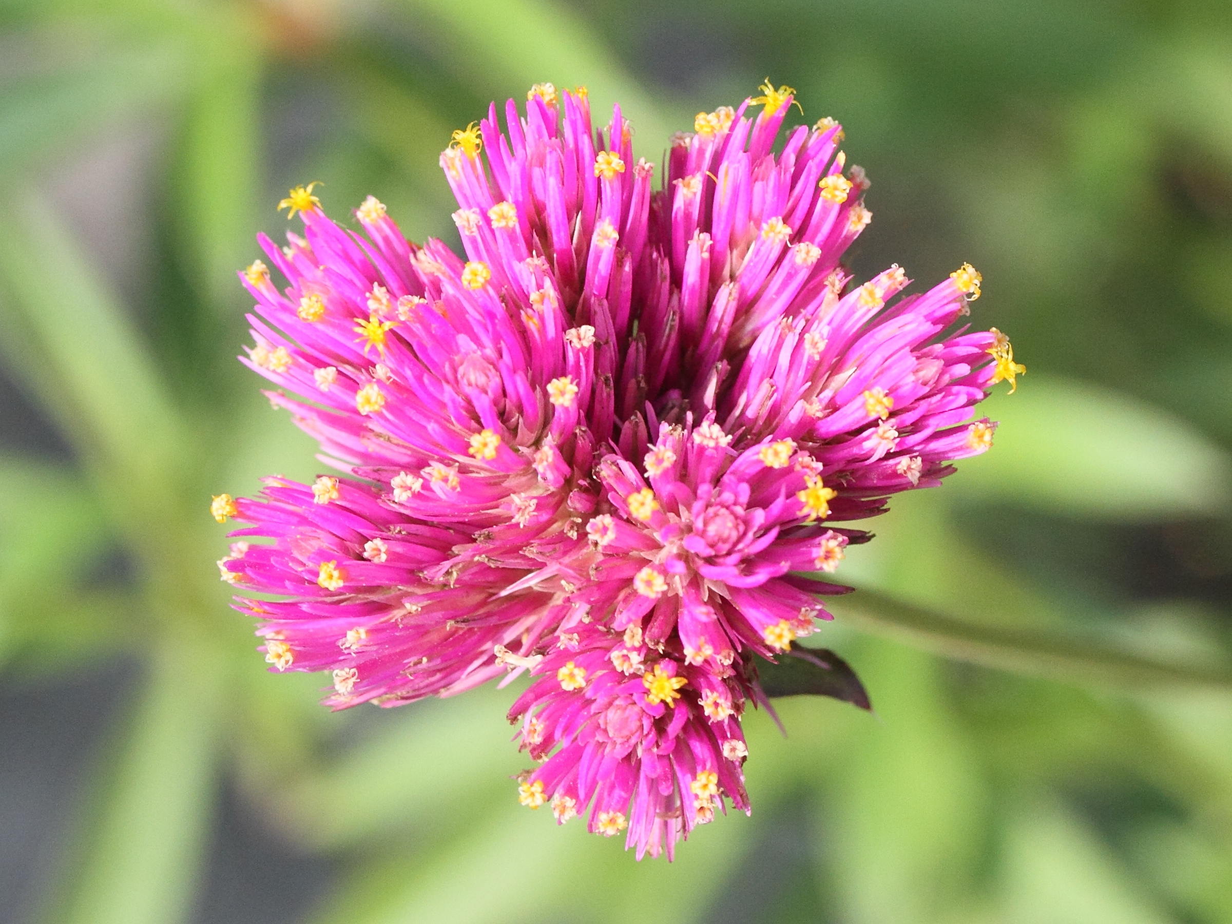 gomphrena_globosa2md