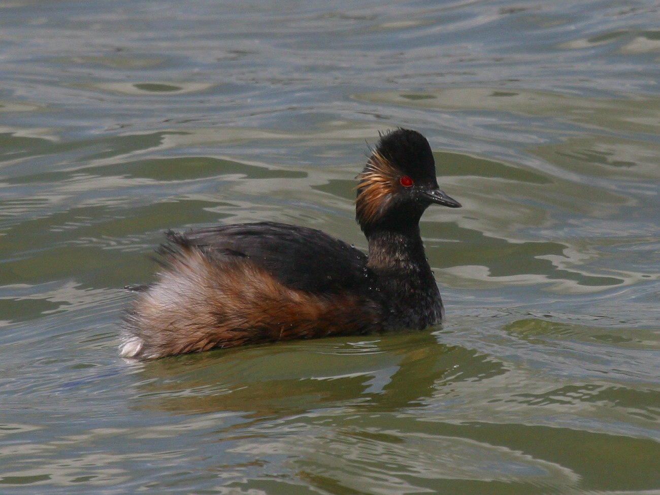 grebe_a_cou_noir_-_podiceps_nigricollis4bd