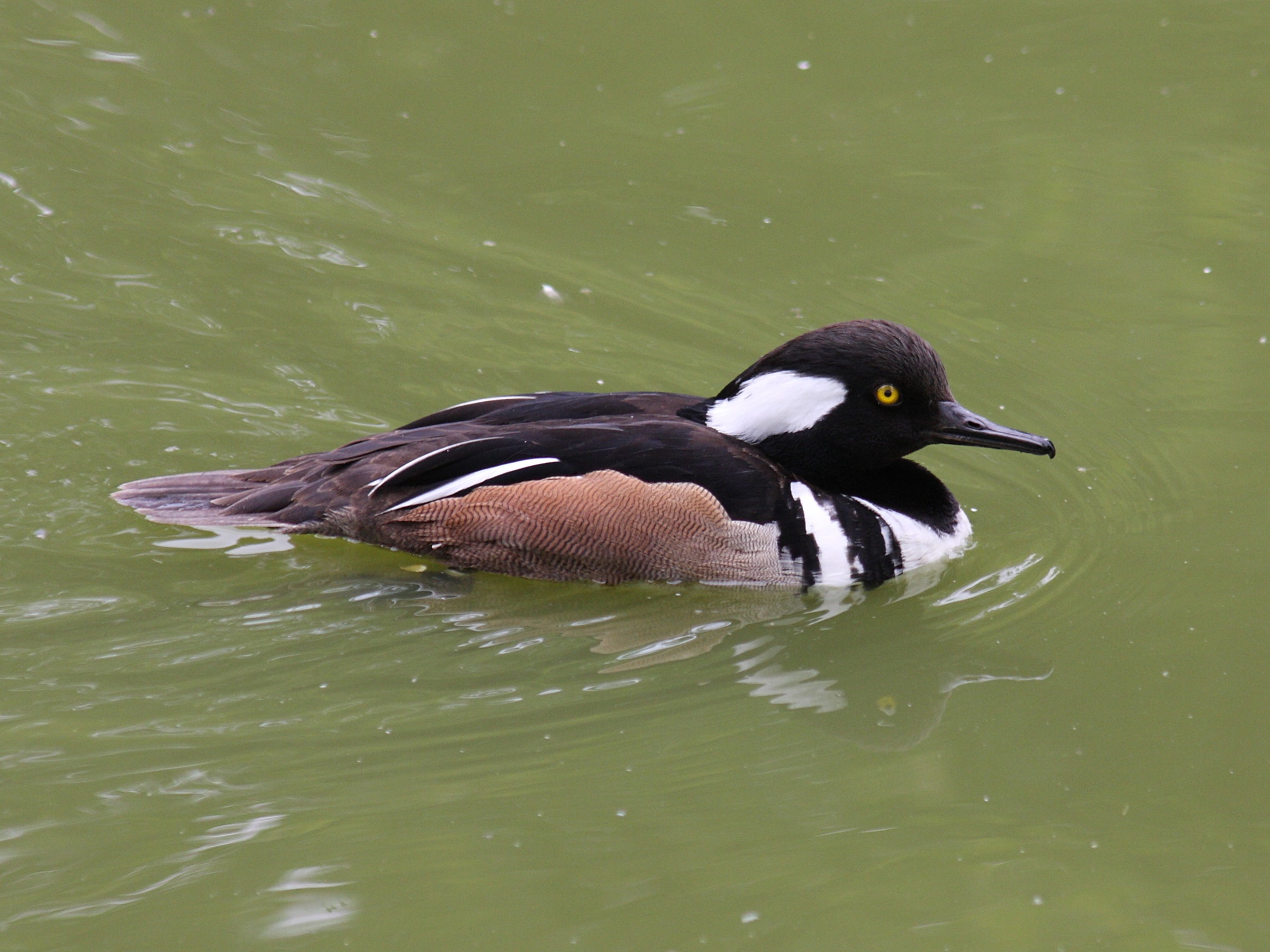 harle_couronne_-_lophodytes_cucullatus3sd