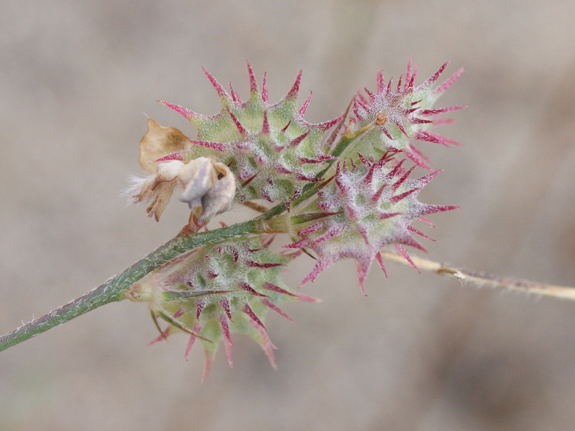 Hedysarum_Caput-gallii