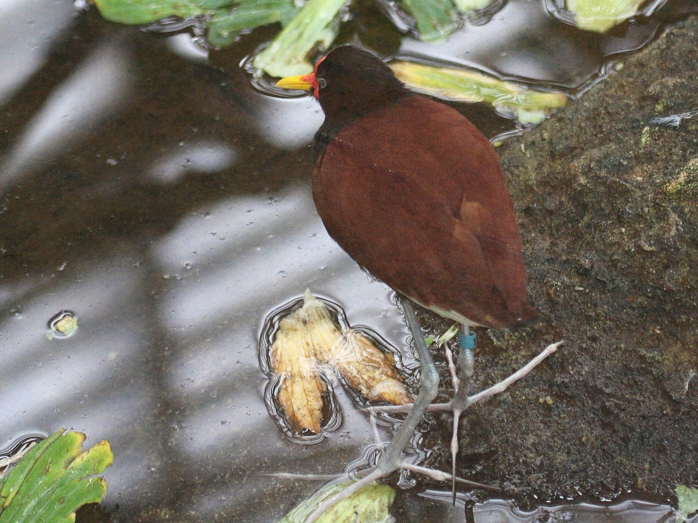 jacana_noir_-_jacana_jacana2bd