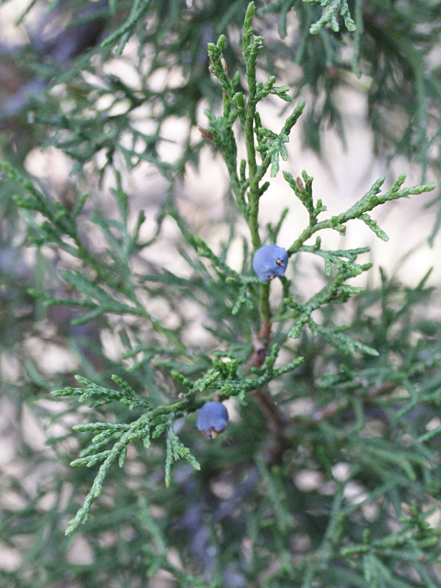 juniperus_thurifera5md