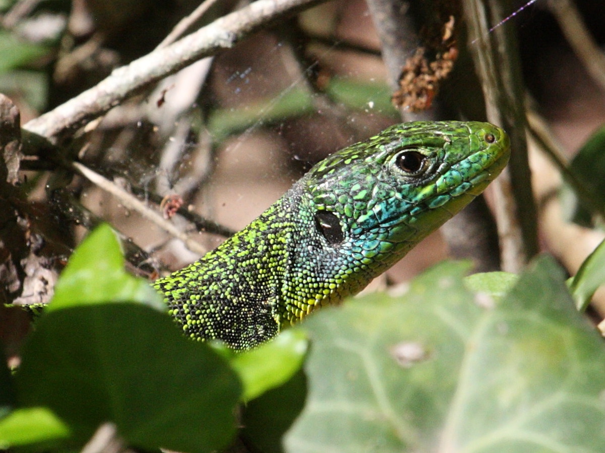 lacerta_bilineata3md