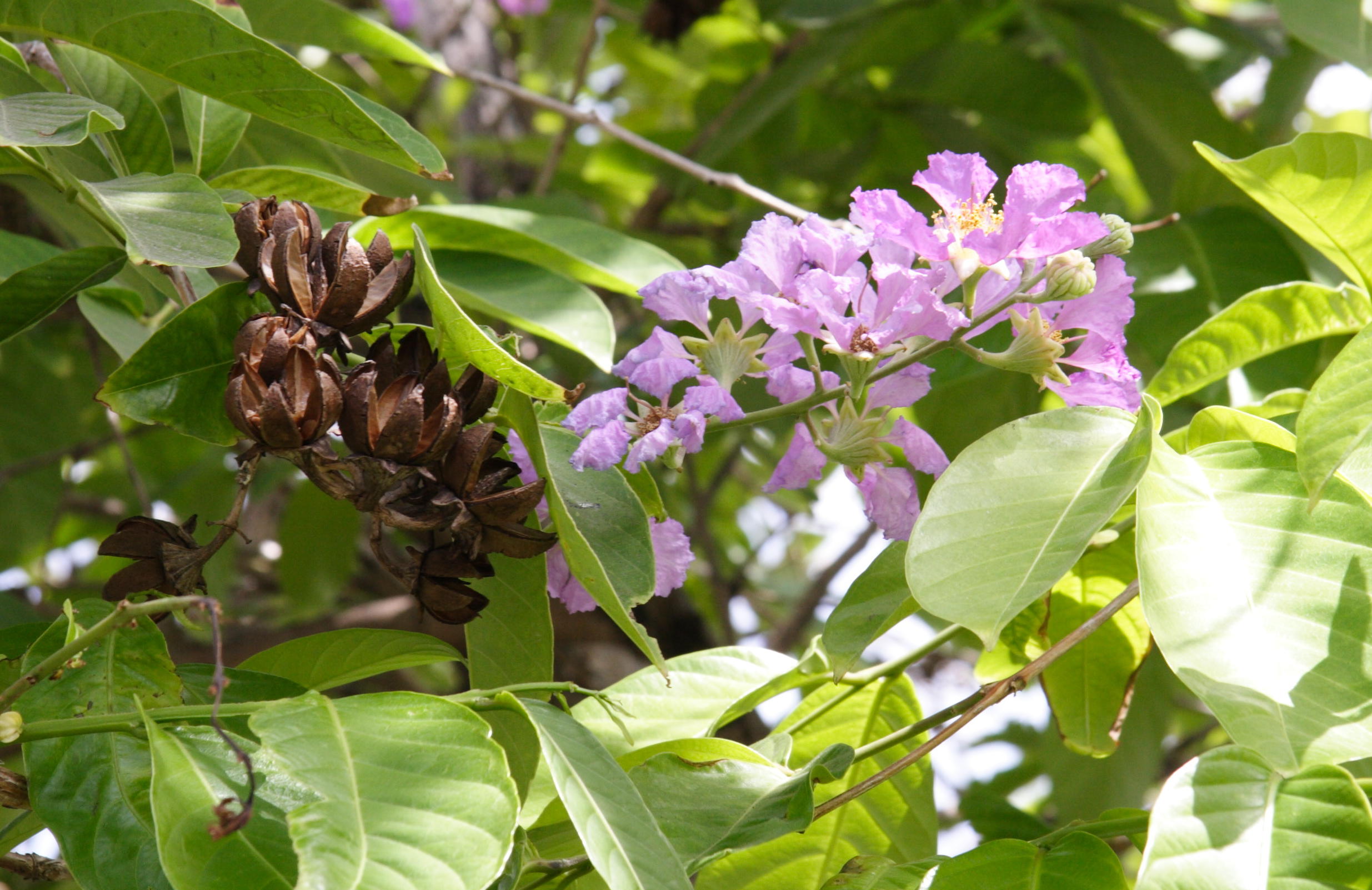 Afficher le média lagerstroemia_speciosa3md lagerstroemia_speciosa3md