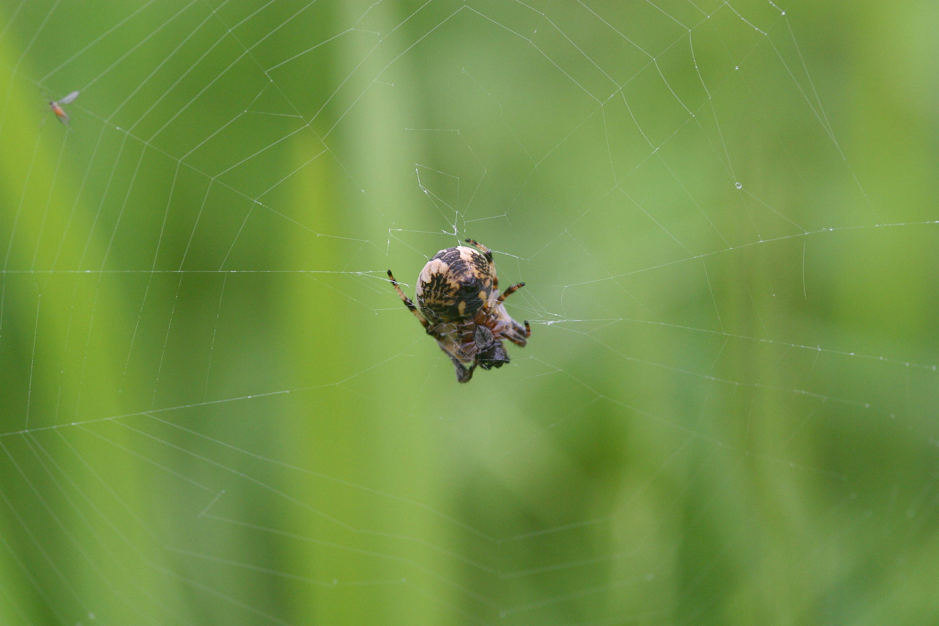 Afficher le média larinioides_cornutus2md larinioides_cornutus2md