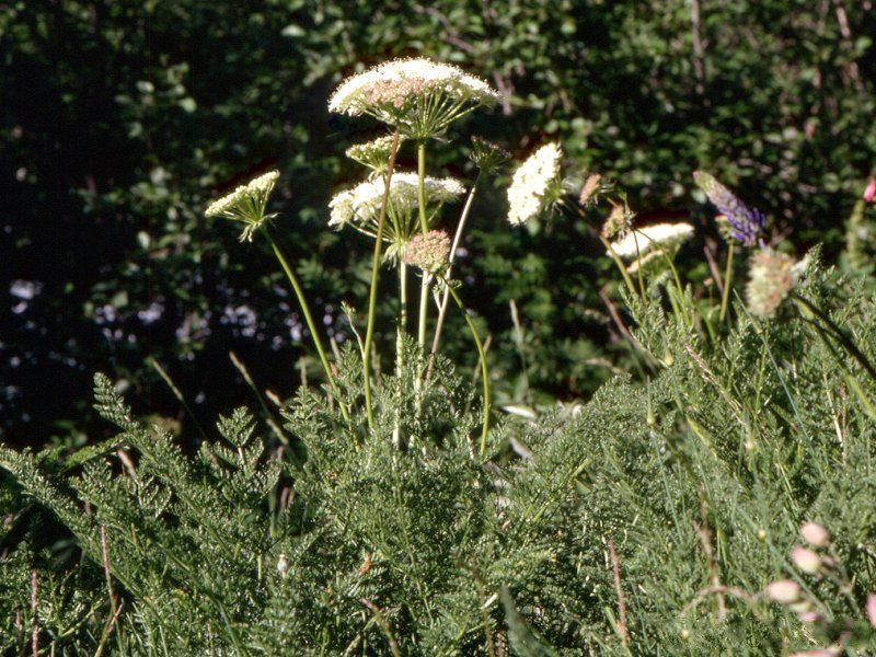 laserpitium_halleri1mcf