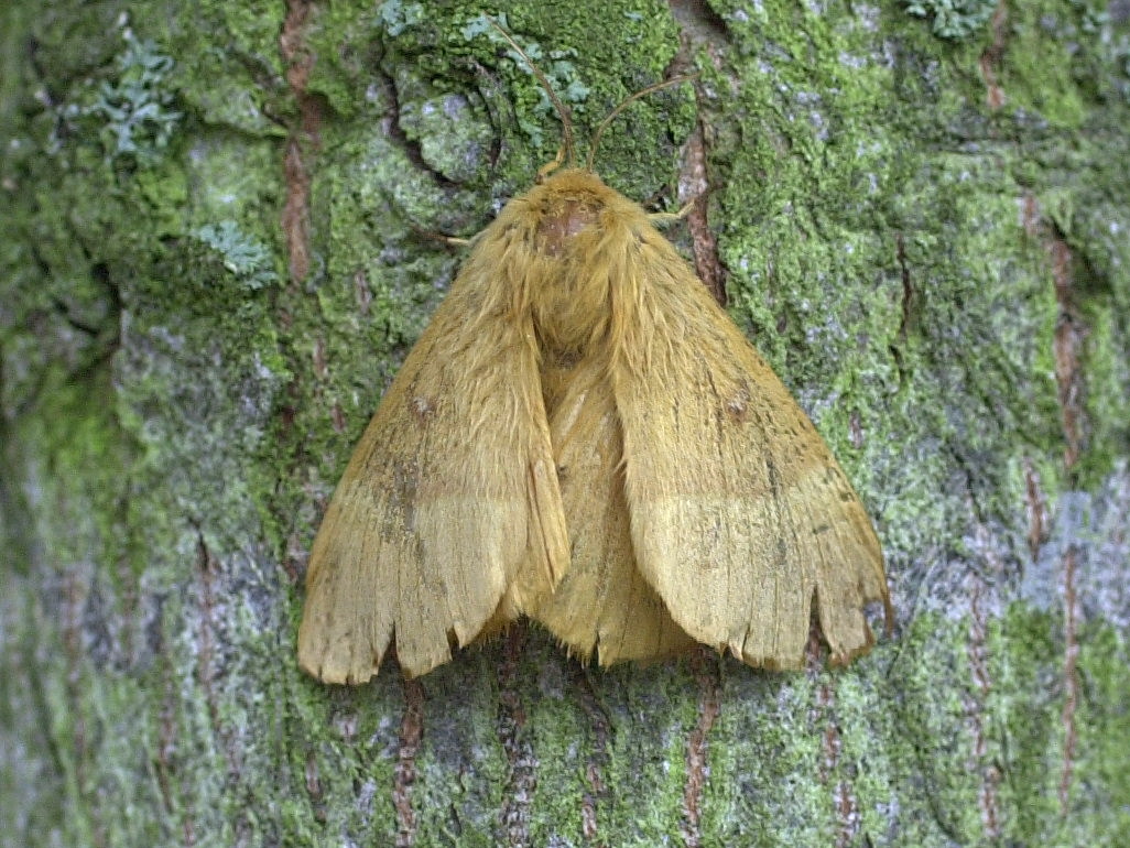 lasiocampa_quercus5md