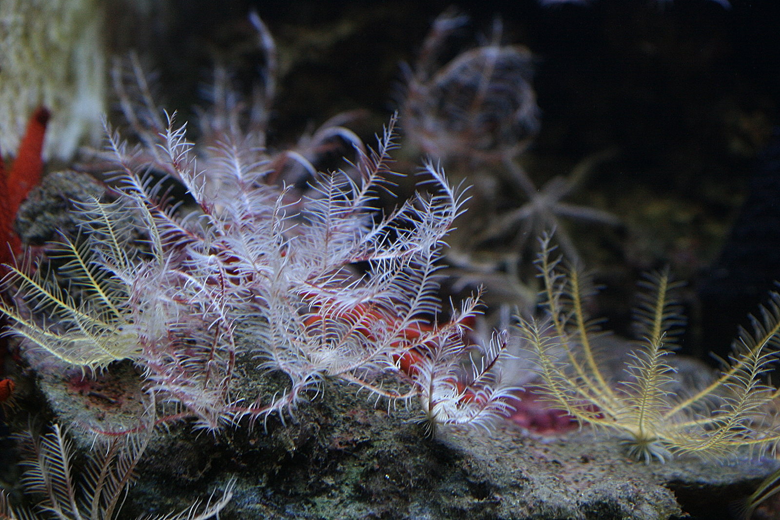 Afficher le média leptometra_phalangium1md leptometra_phalangium1md