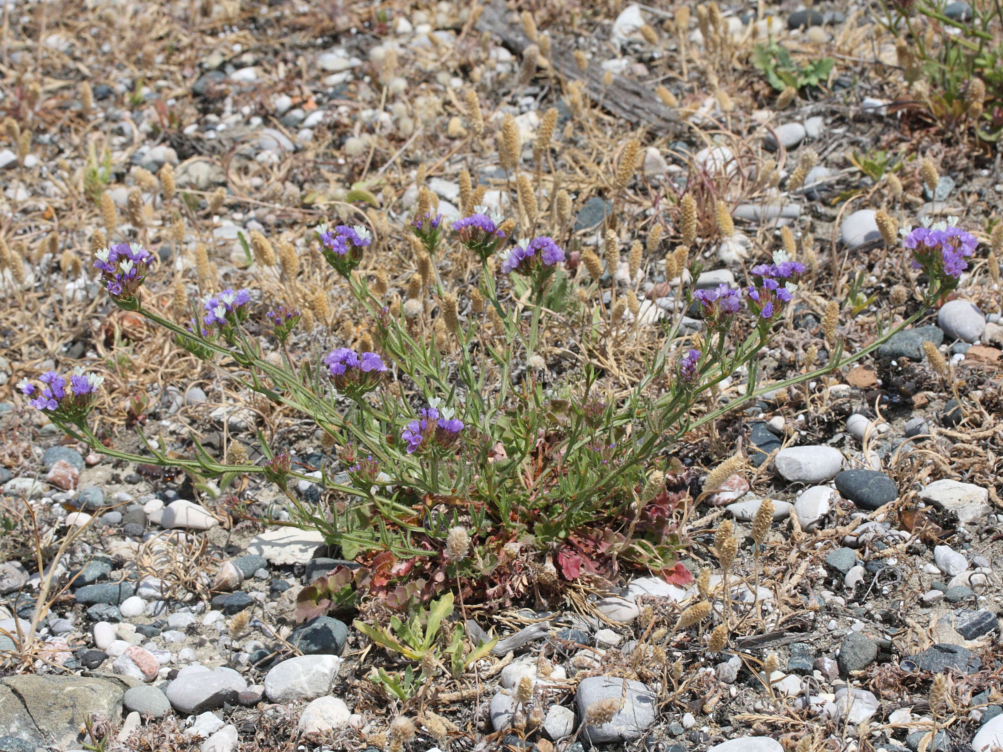 limonium_sinuatum2md