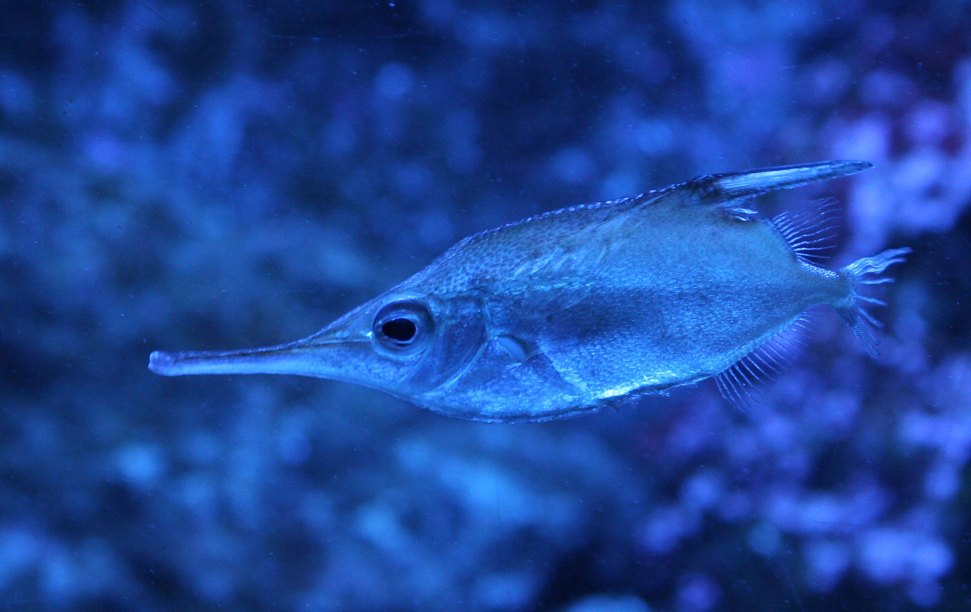 macroramphosus_scolopax1md