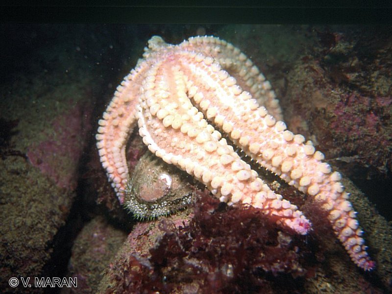 marthasterias_glacialis4vm