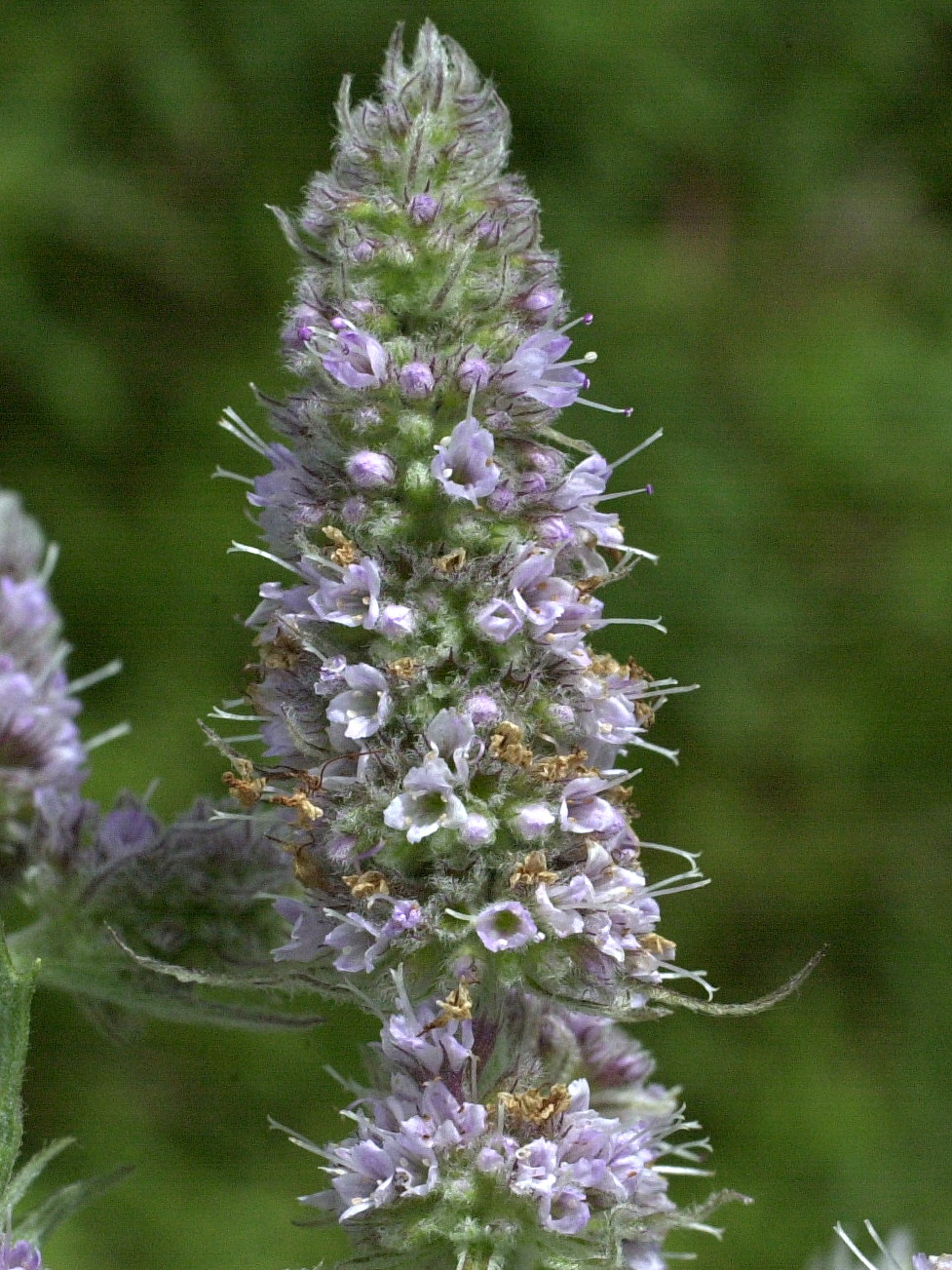 Afficher le média mentha_longifolia3md mentha_longifolia3md