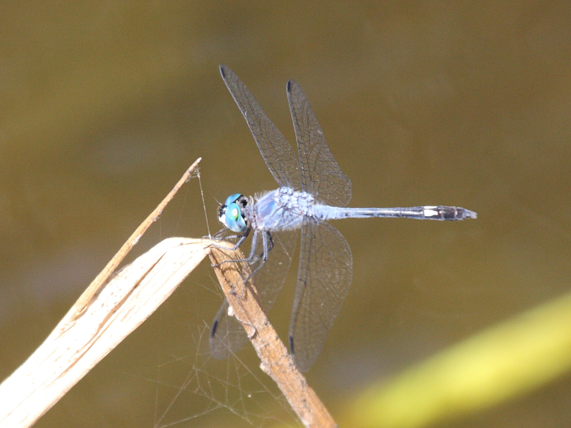 micrathyria_aequalis2bd