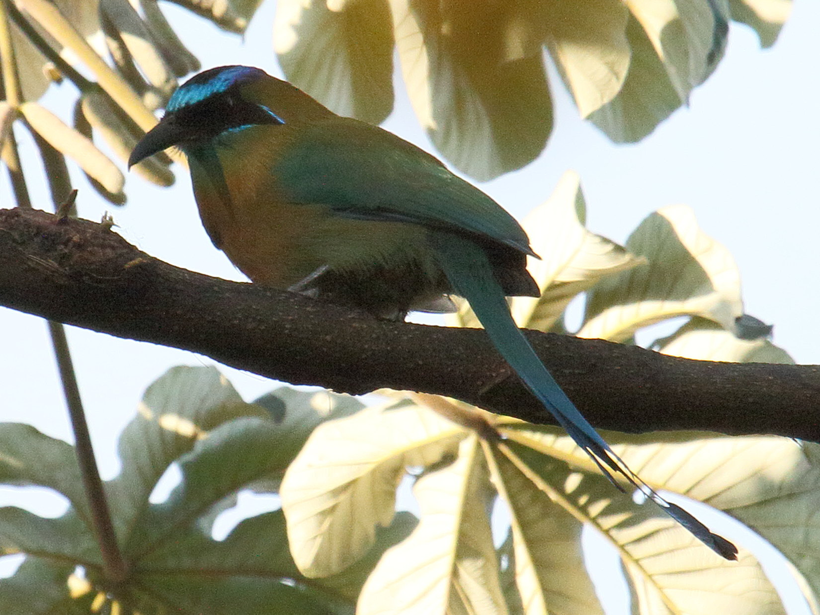 motmot_a_tete_bleue_-_momotus_coeruliceps1bd