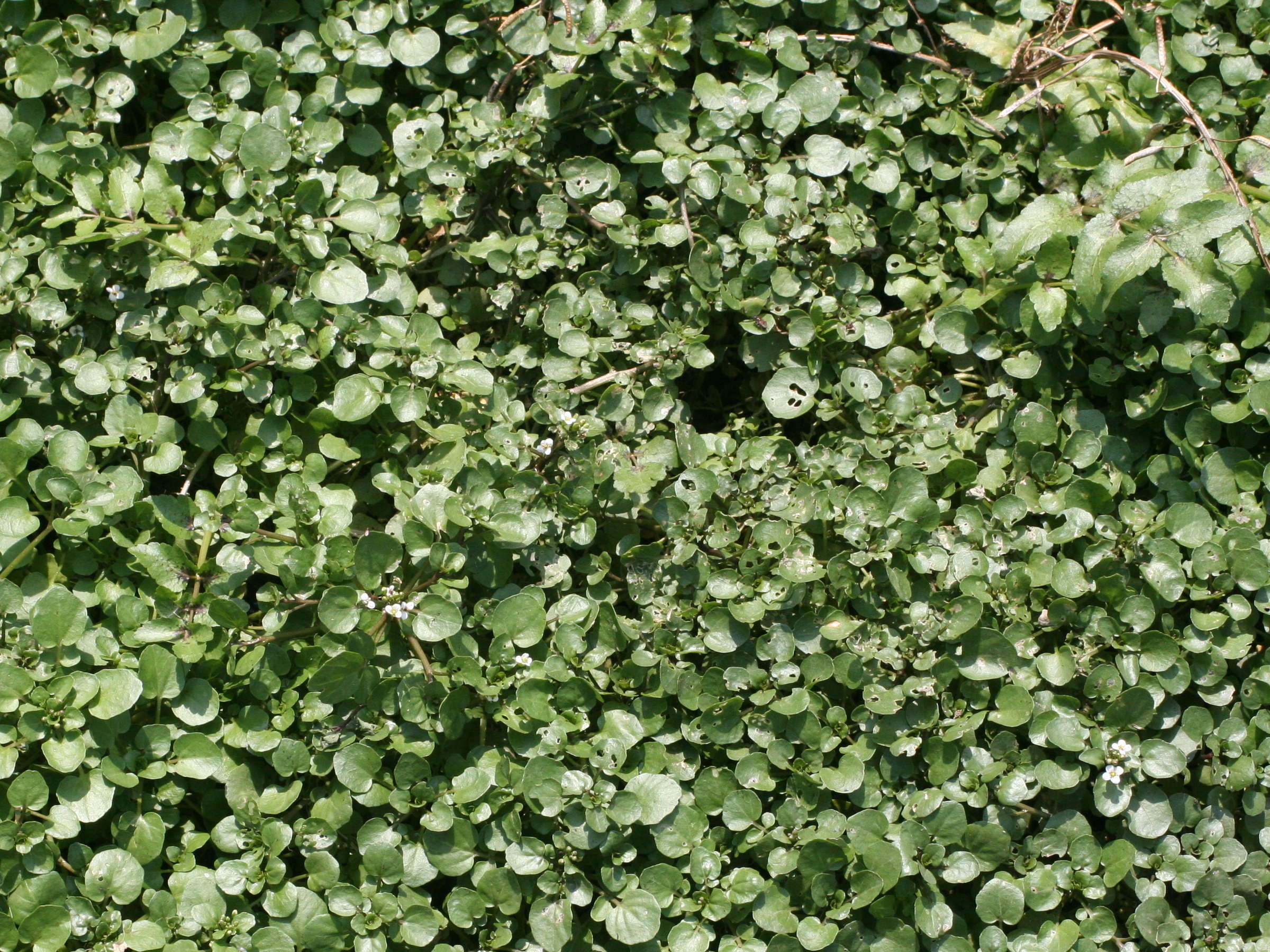 Afficher le média nasturtium_officinale2md nasturtium_officinale2md