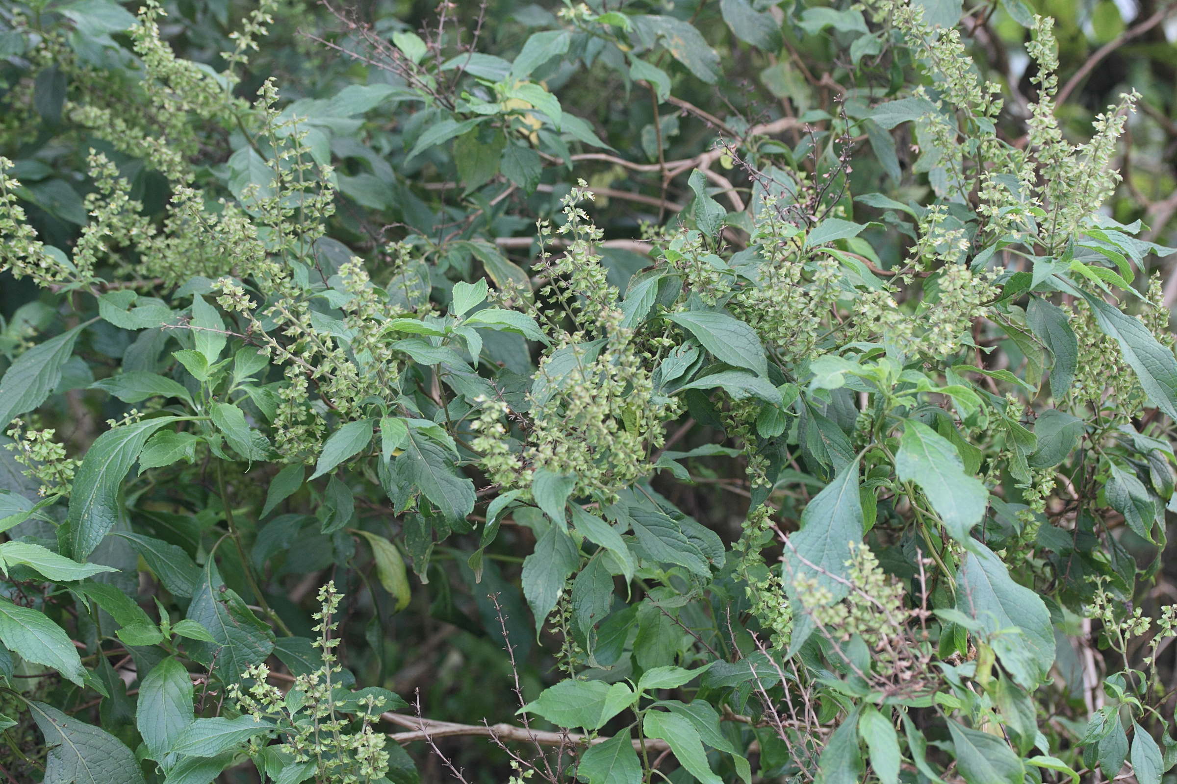 ocimum_gratissimum1md