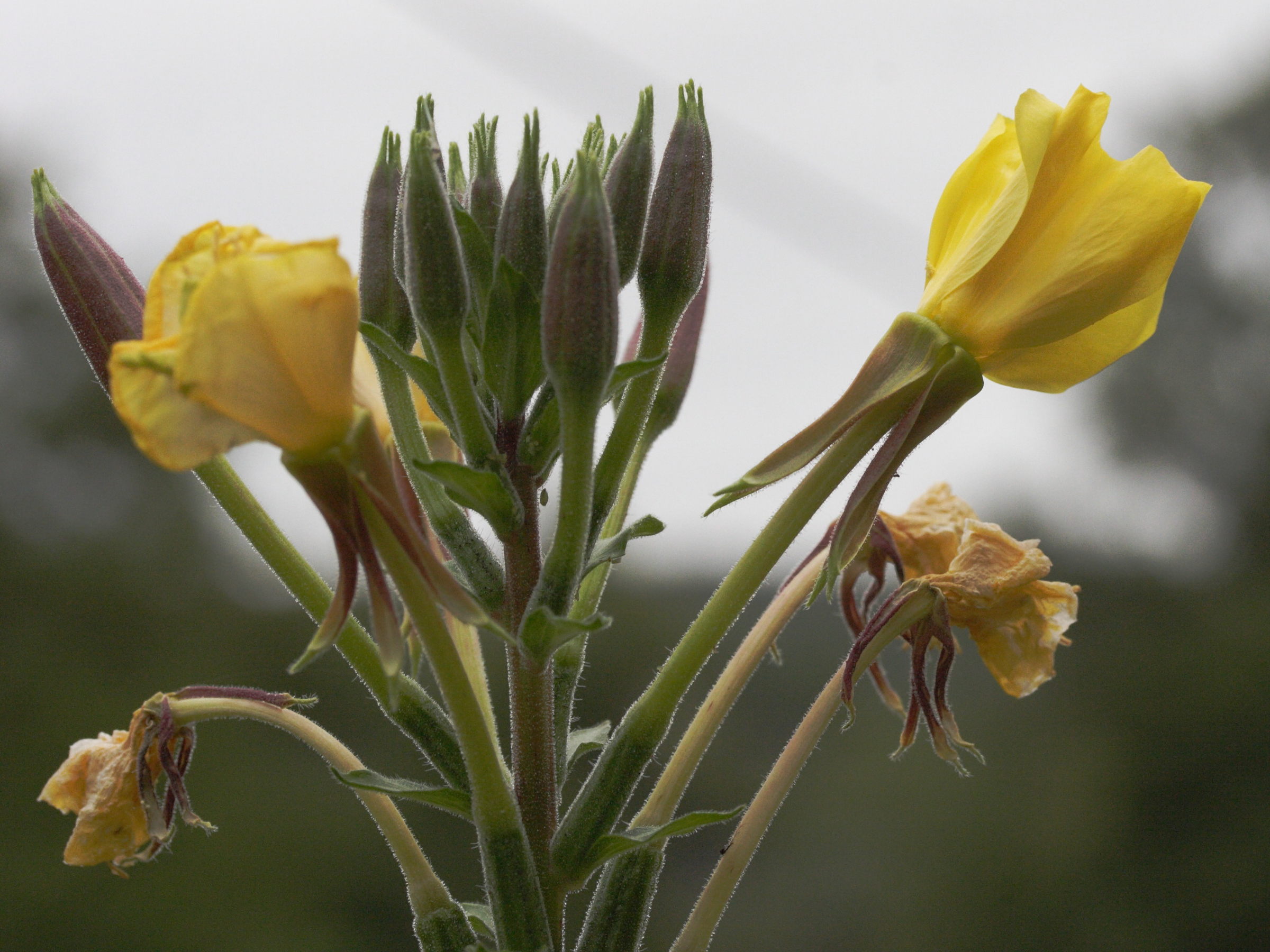 oenothera_fallax2md