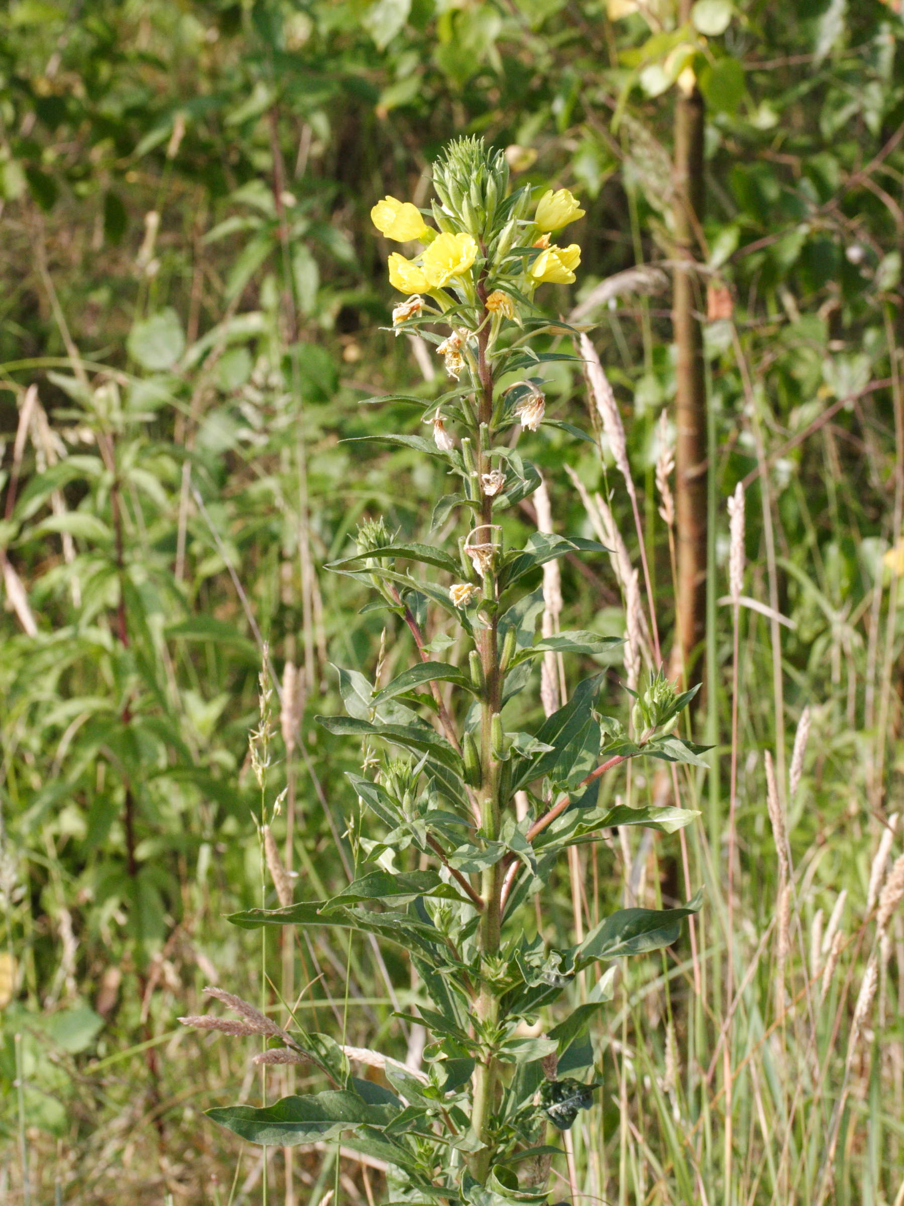 oenothera_rubricaulis1md