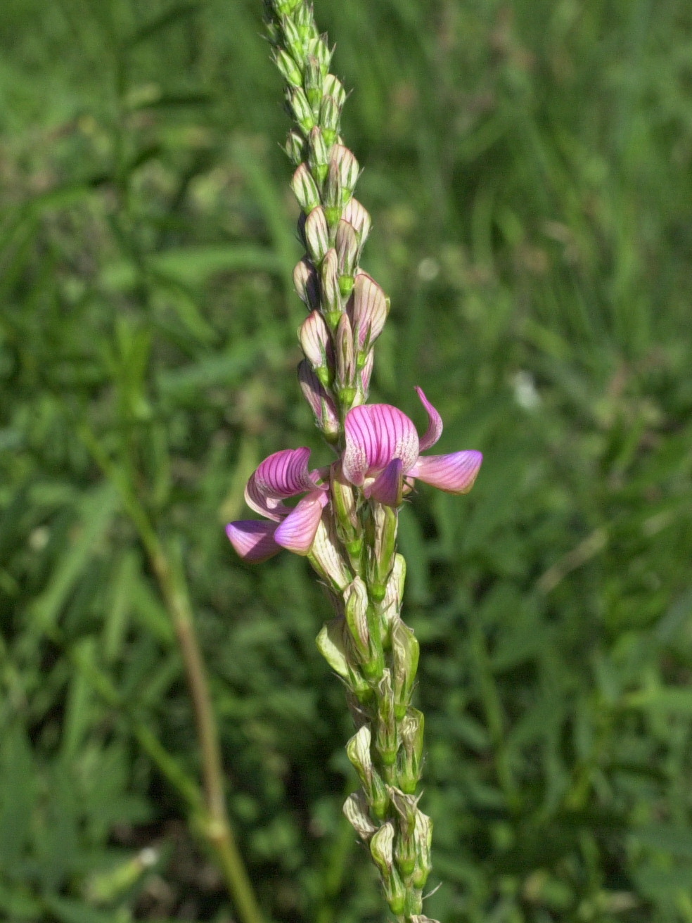 Afficher le média onobrychis_viciifolia2md onobrychis_viciifolia2md