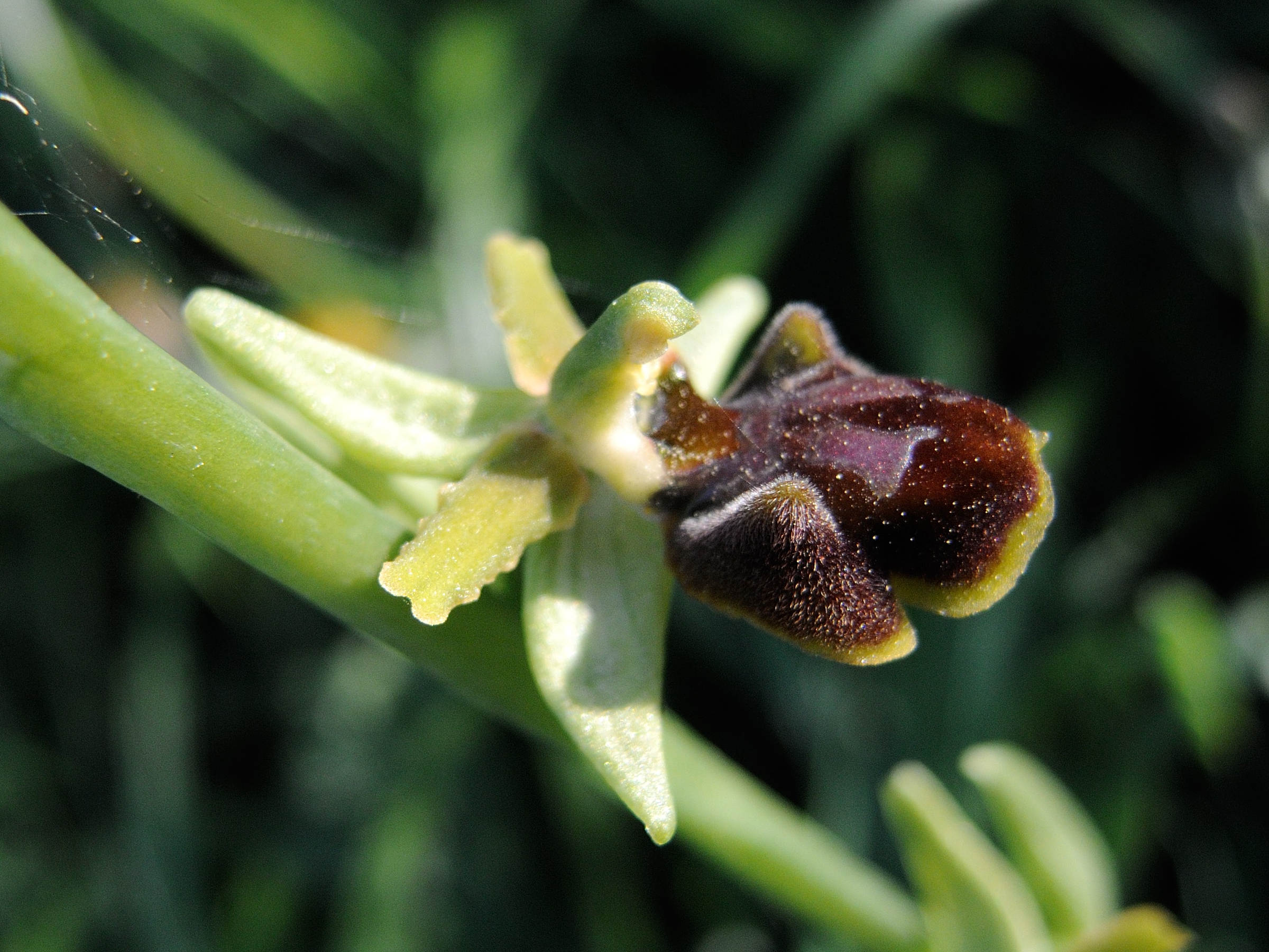 Afficher le média ophrys_sphegodes3md ophrys_sphegodes3md