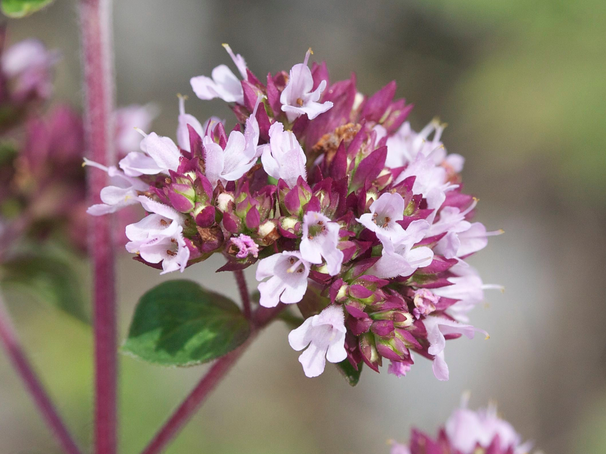 Origanum_vulgare