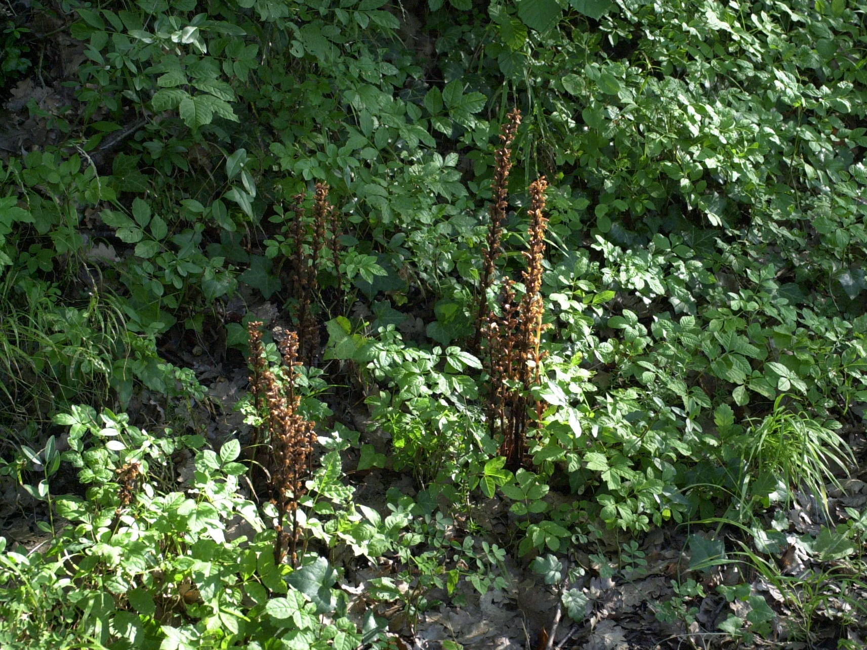 Afficher le média orobanche_minor1md orobanche_minor1md