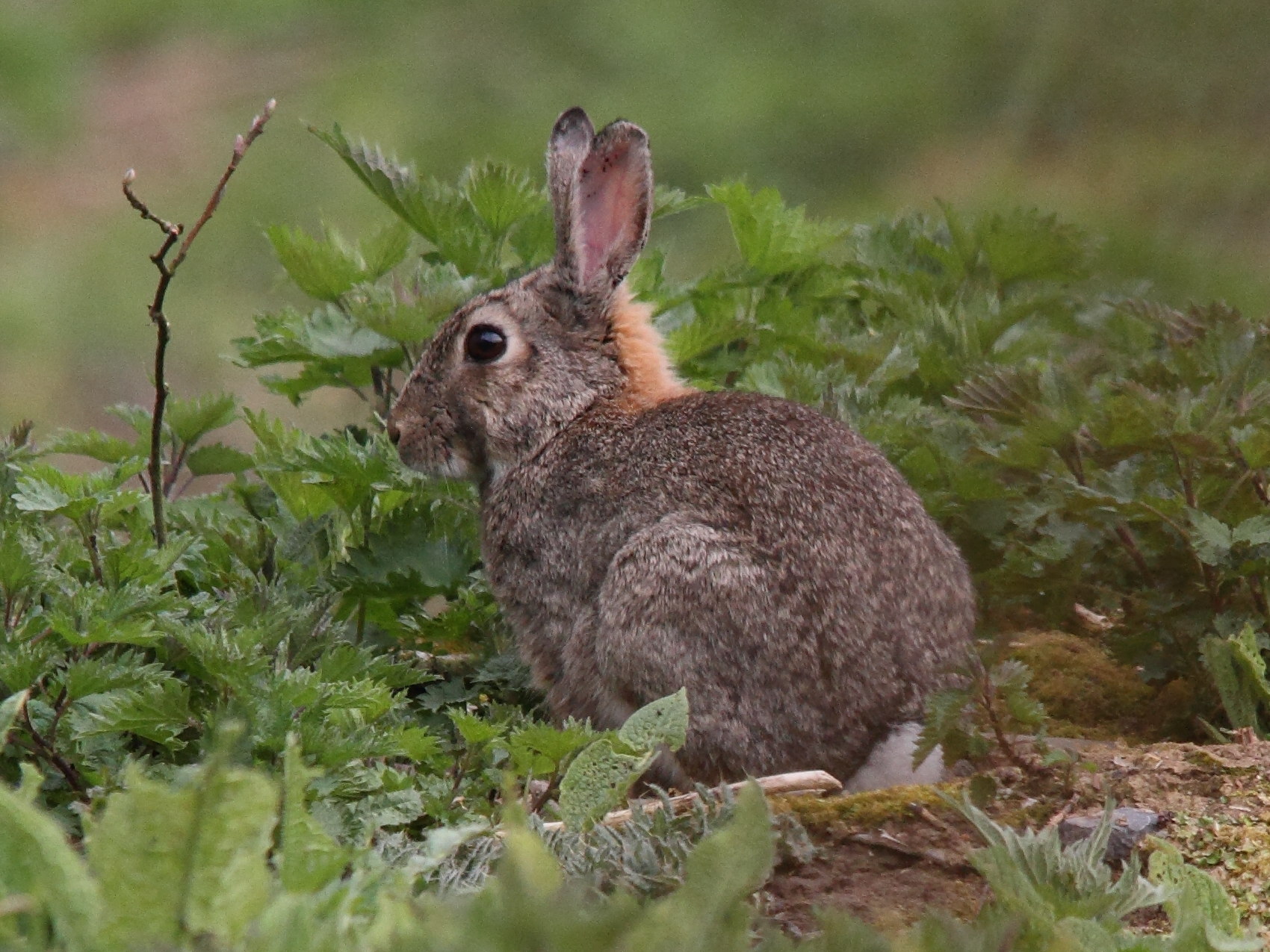 oryctolagus_cuniculus5md