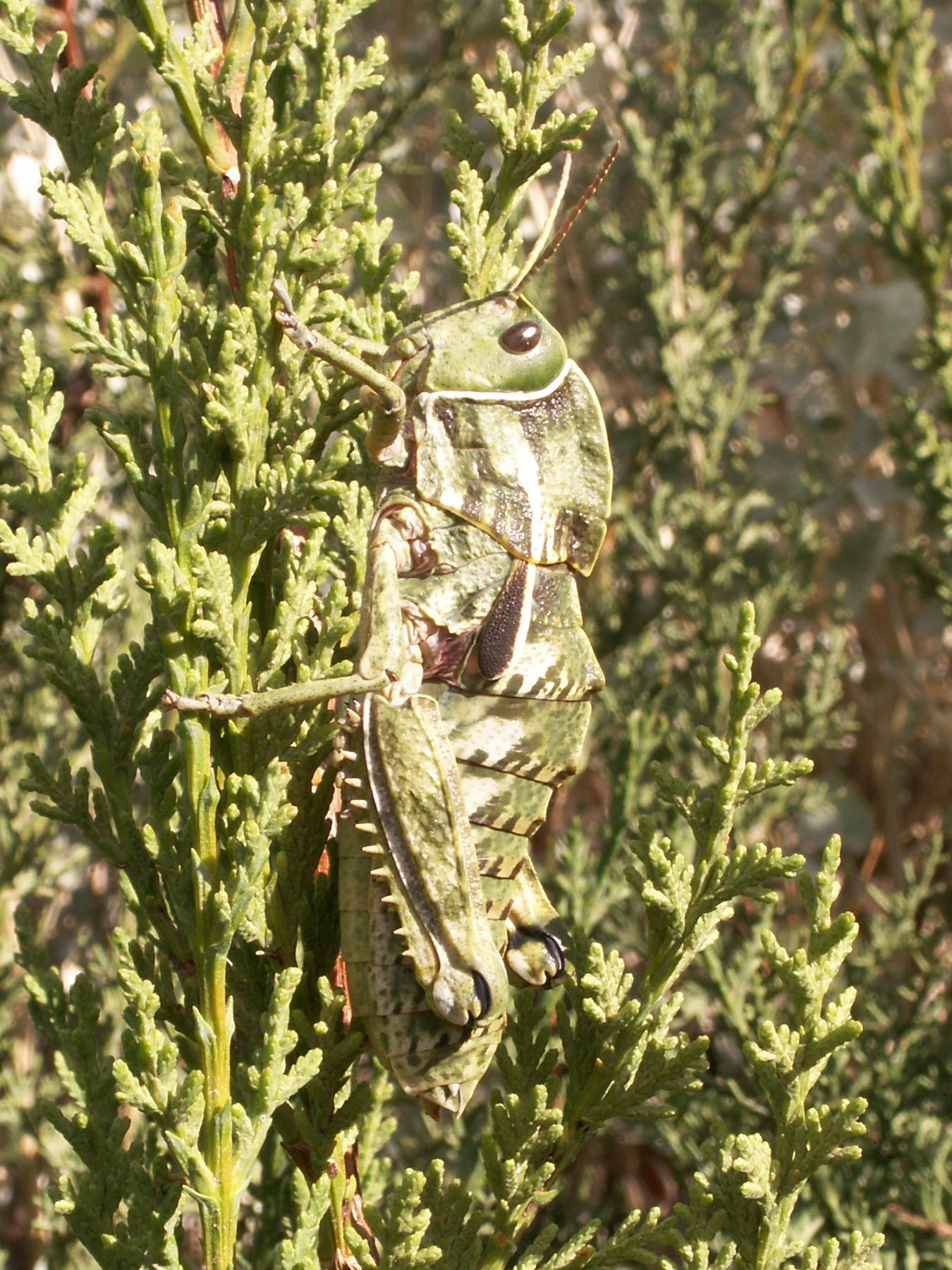 pamphagus_marmoratus1md