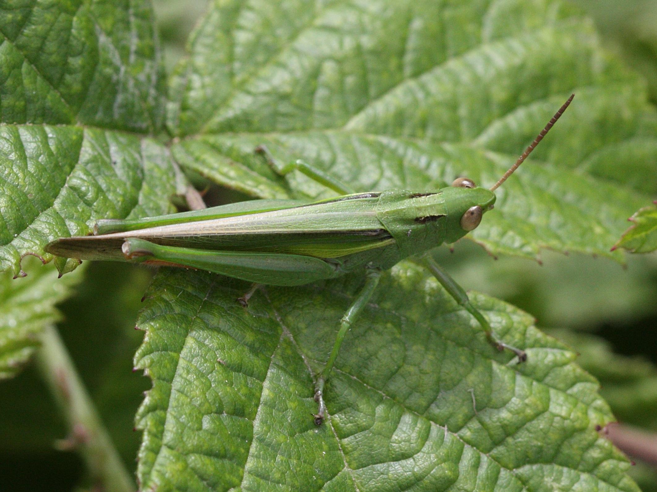 paracinema_tricolor3bd