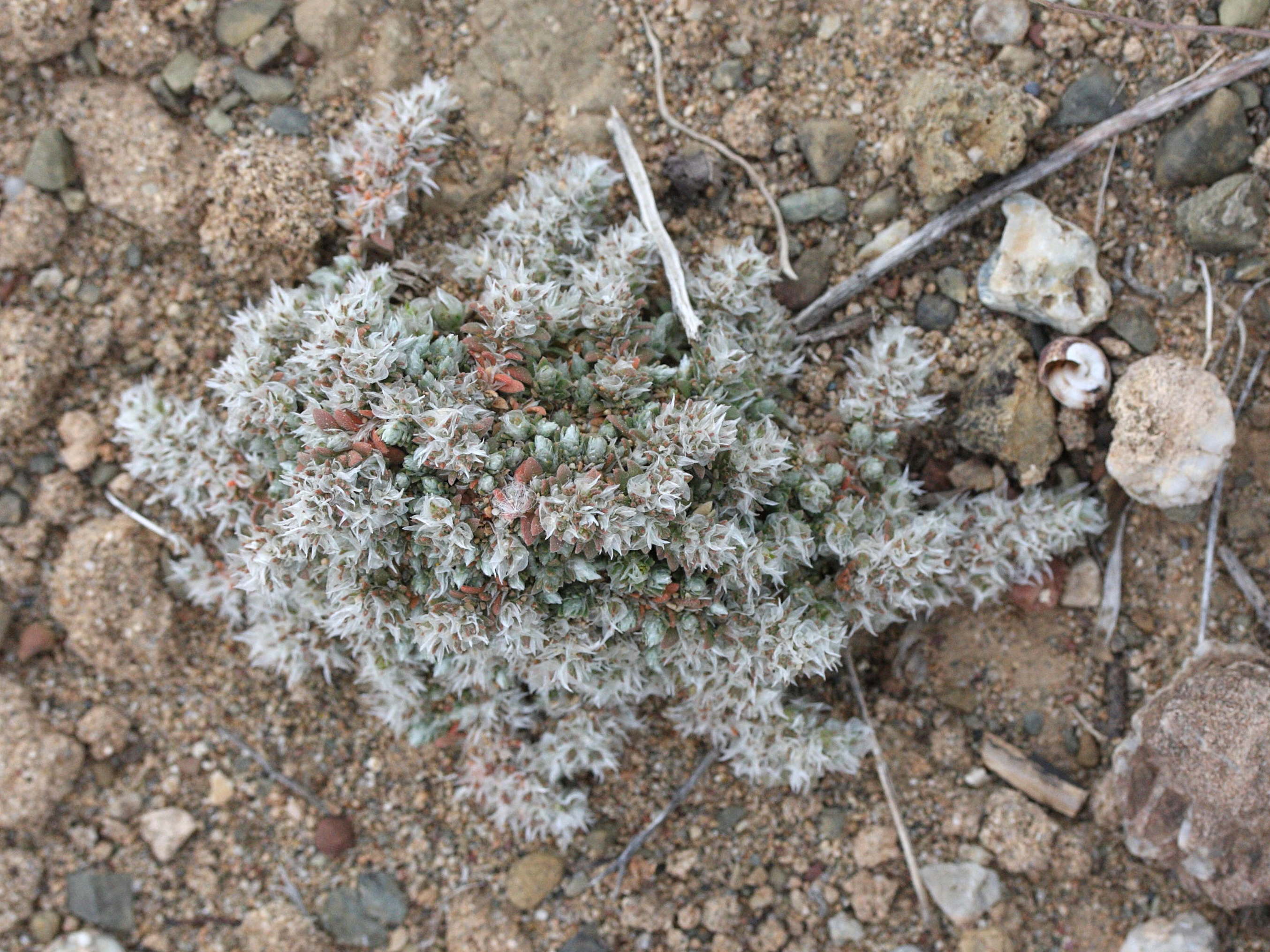 paronychia_macrosepala1md