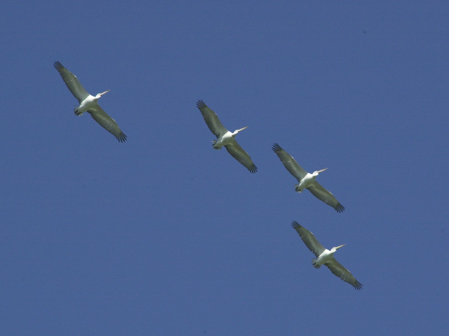 pelican_frise_-_pelecanus_crispus5md