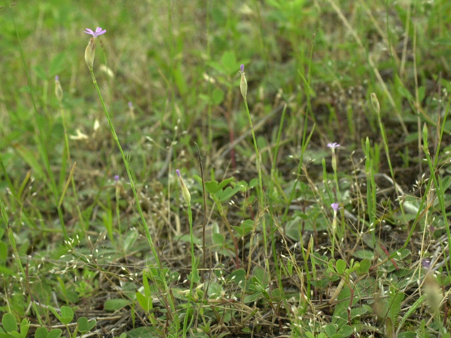 petrorhagia_prolifera1md